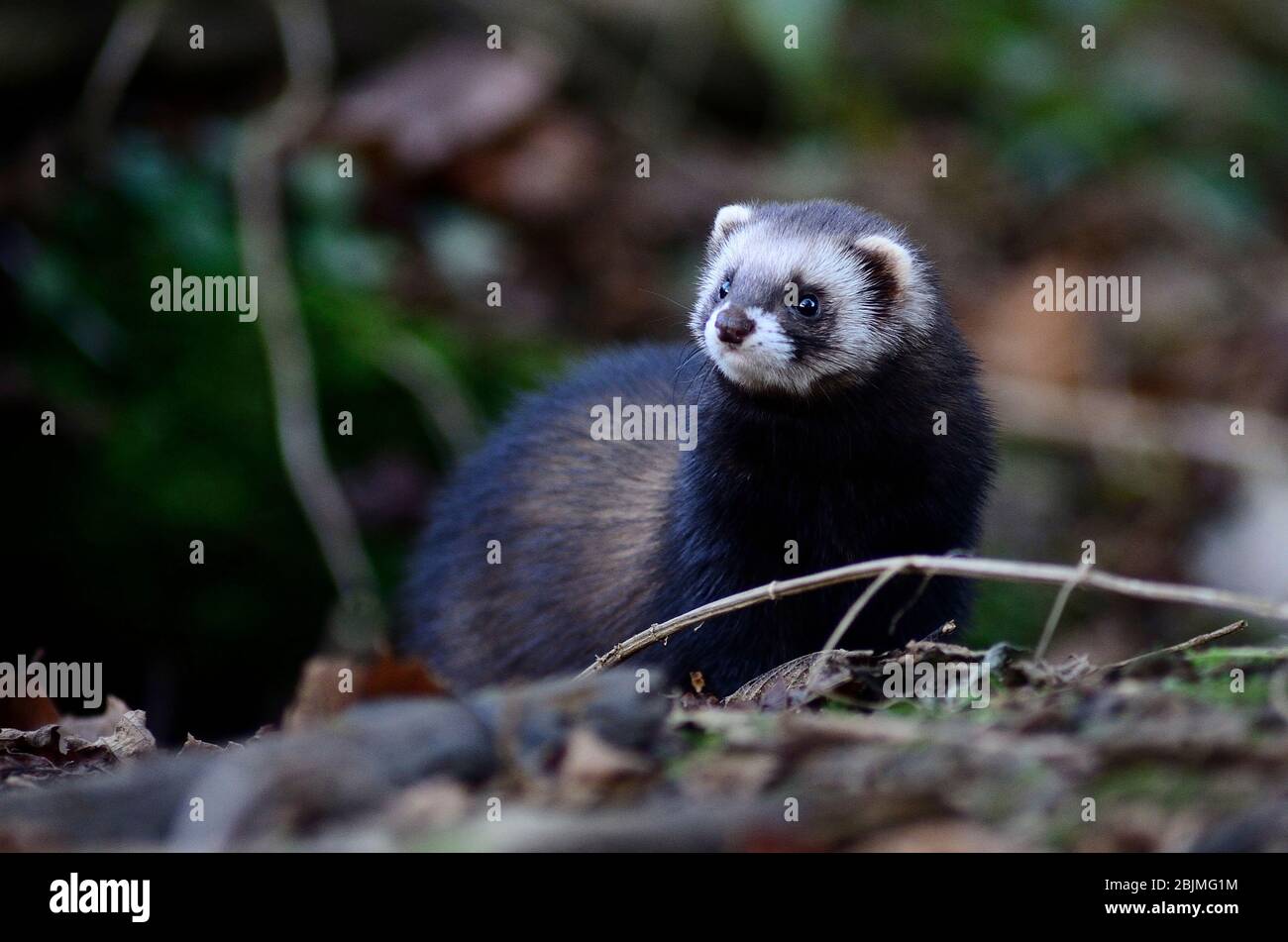 Furet chasse le long de haie Banque D'Images