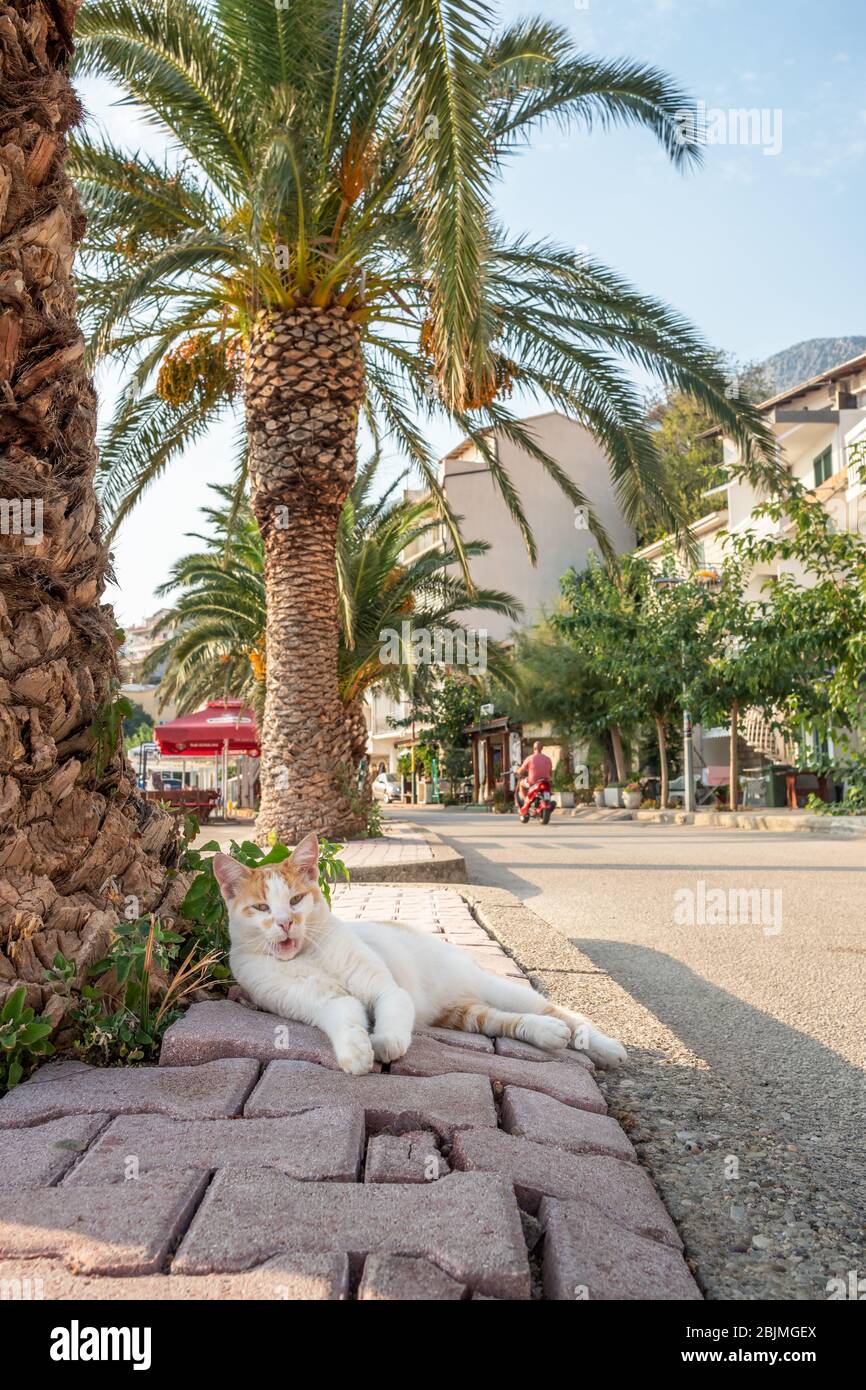 Chat paresseux ayant siesta sous le palmier à la côte dalmate de la mer en Croatie Banque D'Images