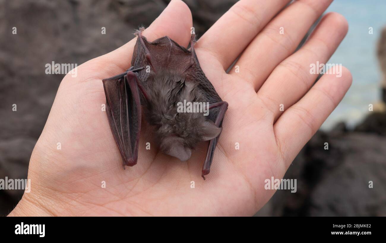 Bébé bat i la main de la femme - la batte égyptienne à fente. Banque D'Images