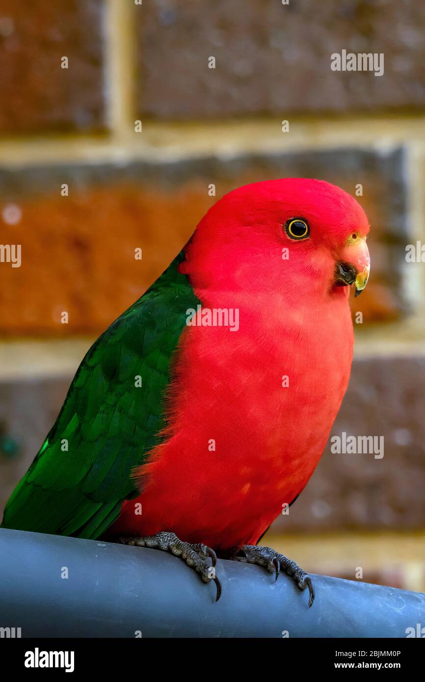 Homme King Parrot, Alisterus scapularis Banque D'Images