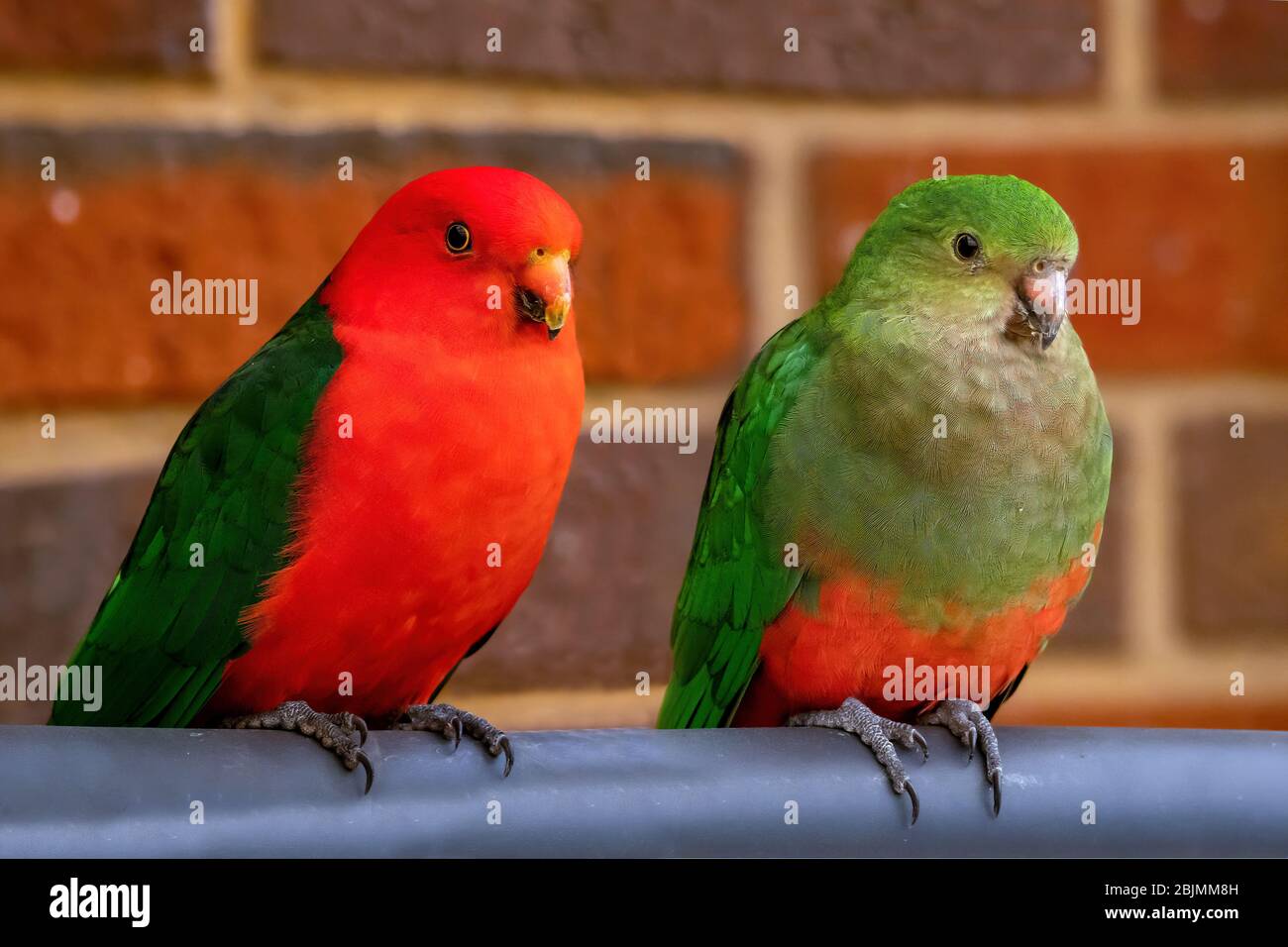 Paire de perroquets de roi, Alisterus scapularis Banque D'Images