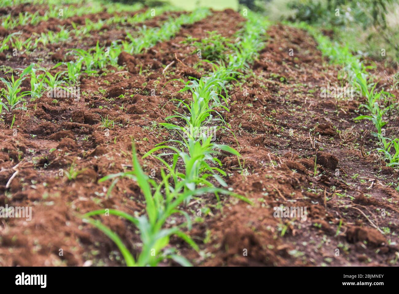 Nakuru, Rift Valley, Kenya. 26 avril 2020. Vue des semis de maïs dans une ferme juste après avoir été pulvérisés avec des pesticides.les agriculteurs abandonnent les méthodes traditionnelles d'agriculture dans l'espoir de réduire les coûts de production. Des études ont montré que les herbicides au glyphosate causent des maladies chroniques comme le cancer des années après l'exposition. Crédit: James Wakibia/SOPA Images/ZUMA Wire/Alay Live News Banque D'Images