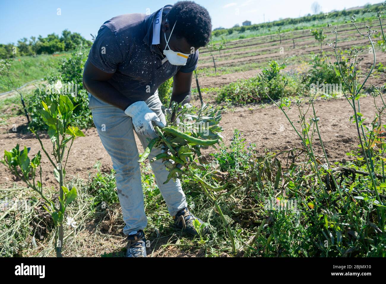 Un migrant au travail dans la campagne de Calabre dans le sud de l'Italie porte un masque pour se protéger de l'infection du Coronavirus (Covid-19). En Italie, il y a de nombreuses difficultés dans l'agriculture parce qu'il n'y a pas de travailleurs pour la récolte des fruits et légumes. 04/30/2020, Corigliano-Rossano, Italie Banque D'Images