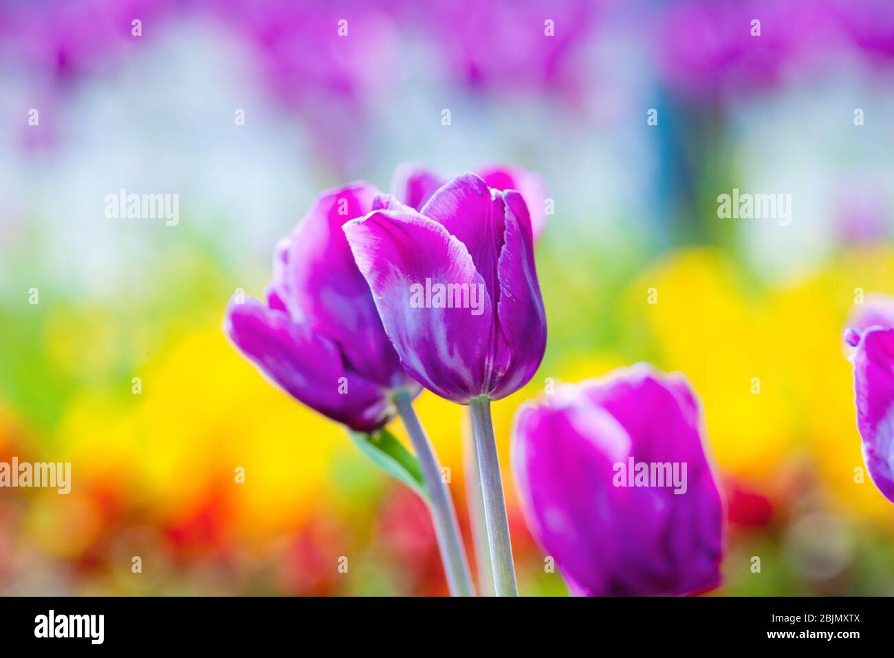Gros plan du Tulip fleur à fleurir au printemps Banque D'Images
