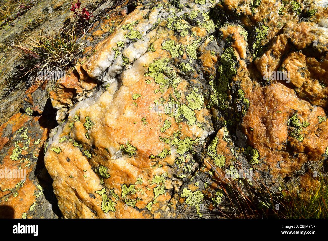 Lichen vert et cyan sur la texture de la roche. Banque D'Images