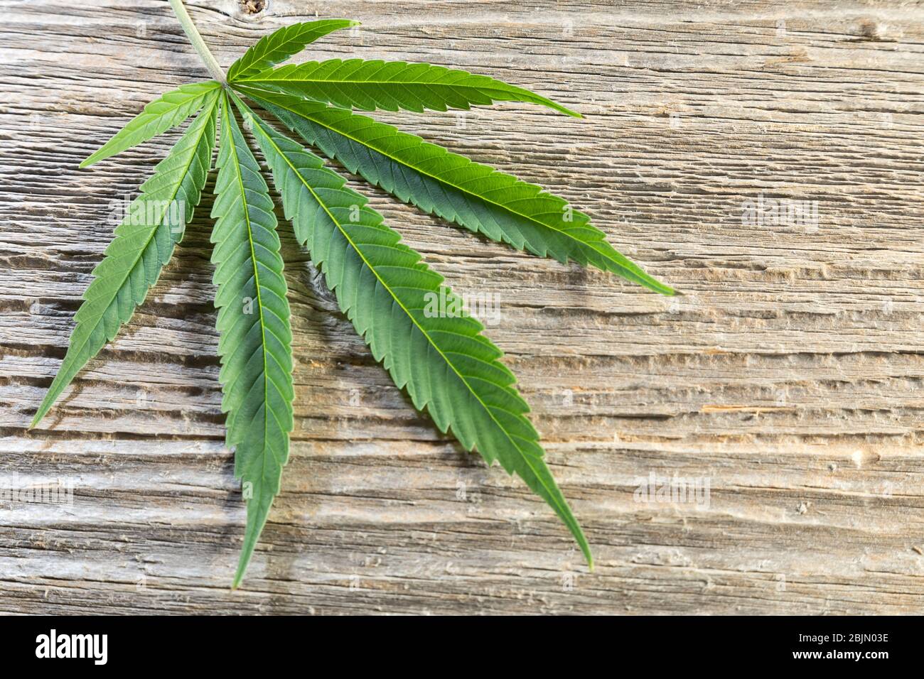 Feuille de cannabis simple sur bois Banque D'Images