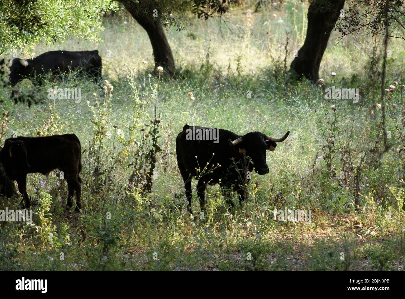 Les vaches noires espagnoles se battent librement sur le terrain en Espagne Banque D'Images
