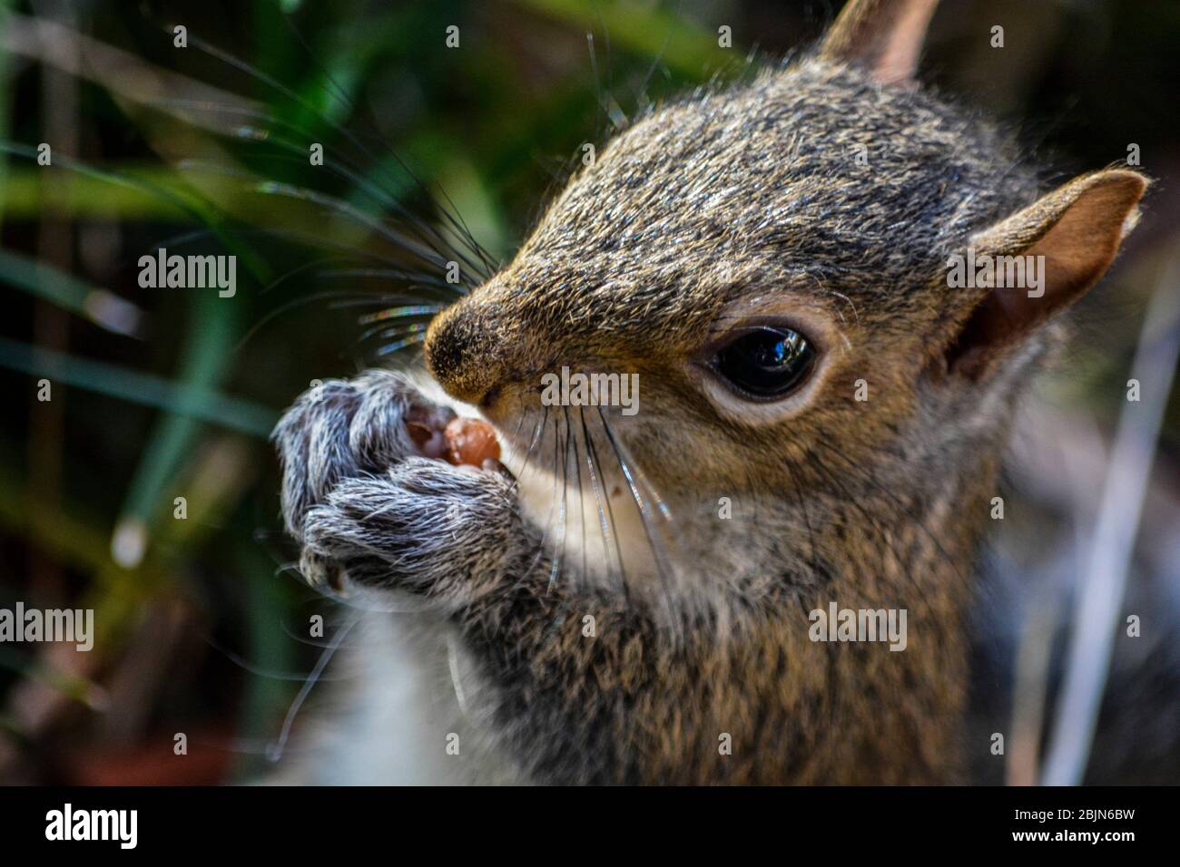 Profitez tranquillement d'un repas. Écureuil gris de l'est (Sciurus carolinensis). Floride, U. S. A. , Amérique du Nord. Banque D'Images
