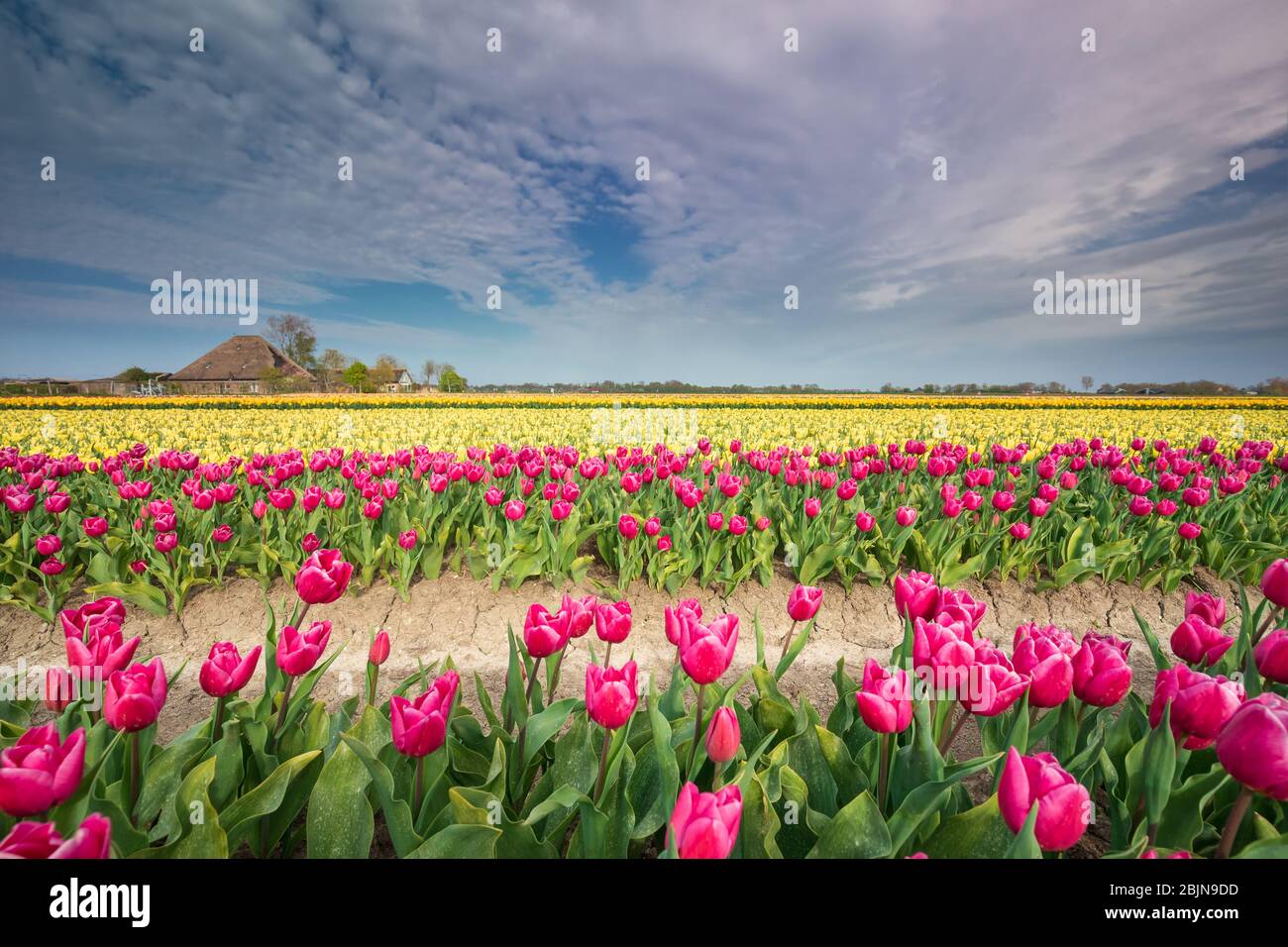 Champ de tulipe coloré sur les terres agricoles néerlandaises Banque D'Images