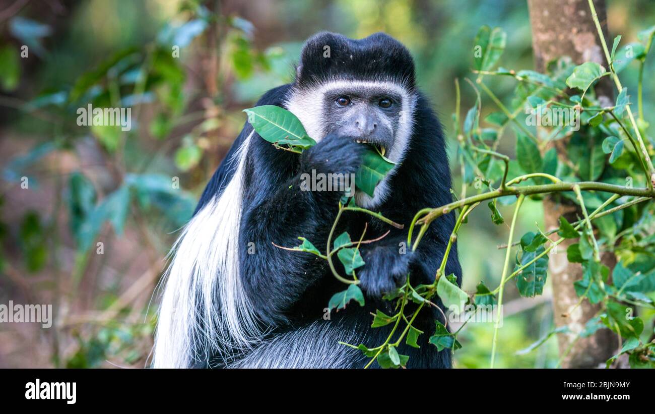 Photo prise lors d'un voyage dans le sud de l'Éthiopie, colobus gueraza Banque D'Images