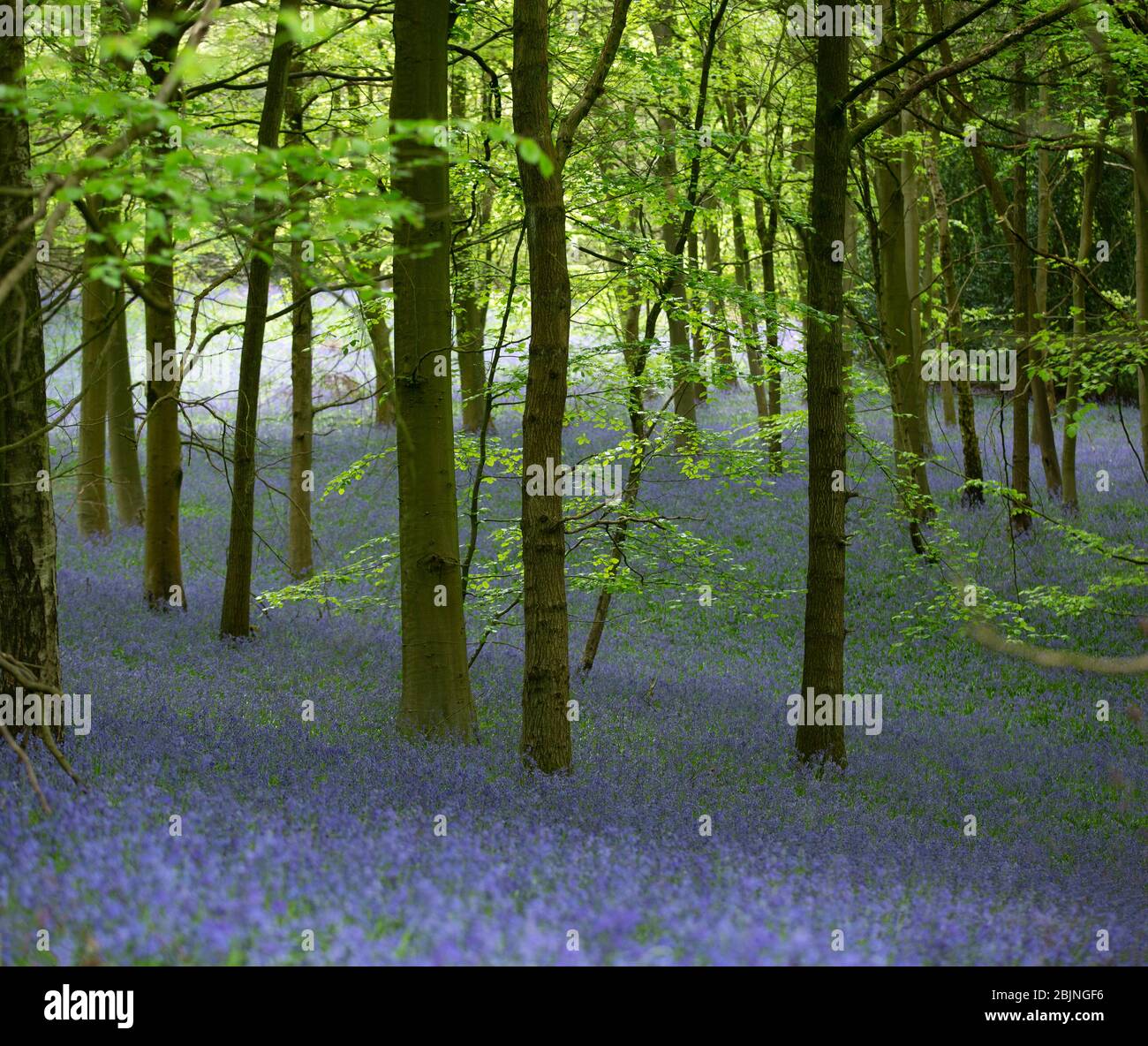 Bluebells dans les bois près de Tanworth-in-Arden, Warwickshire, Royaume-Uni Banque D'Images