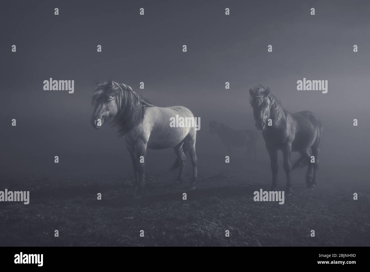 Trois chevaux debout dans un champ, Islande Banque D'Images
