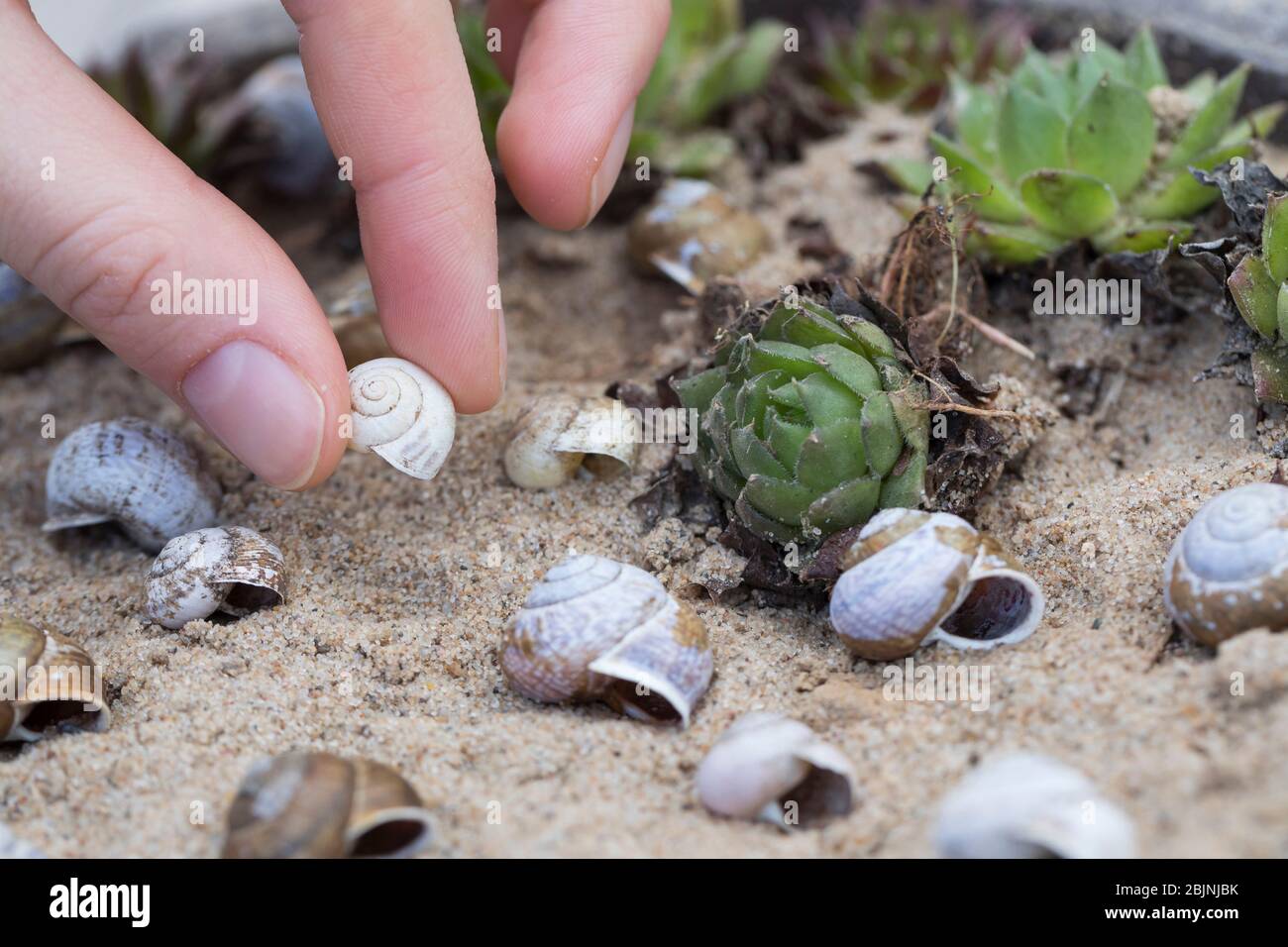 Les coquilles vides de escargot comme aide à la nidification des abeilles sauvages dans un bol rempli de sable, en Allemagne Banque D'Images