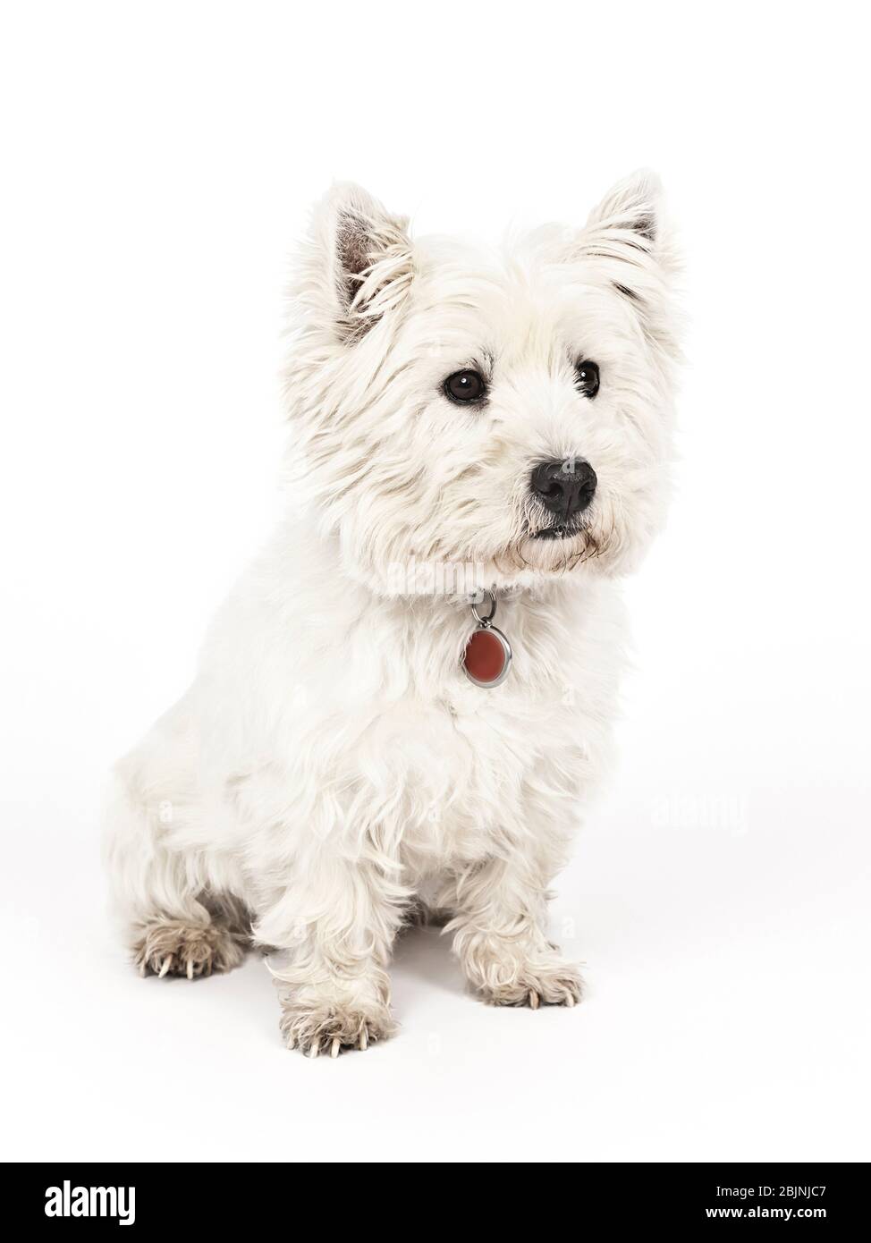 West Highland White Terrier, Westie (Canis lupus F. familiaris), salon, vue de face Banque D'Images