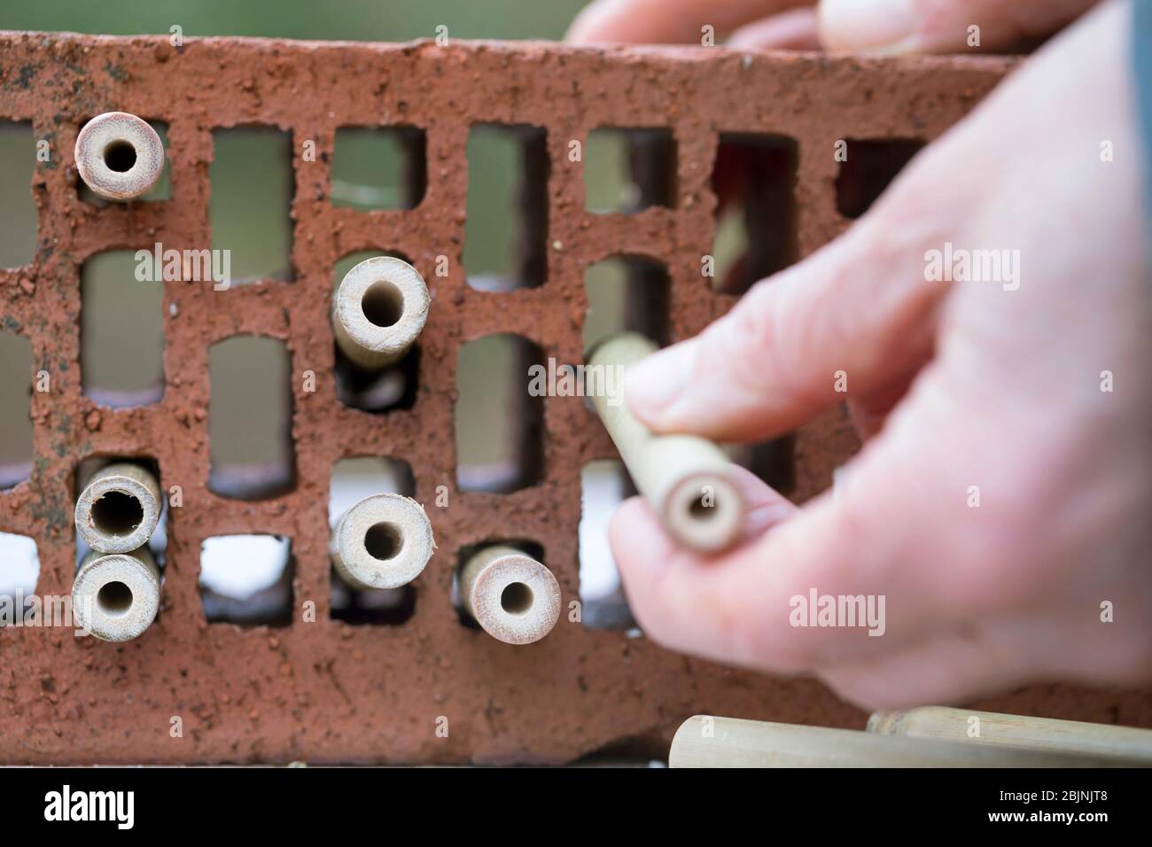 aide à la nidification pour les abeilles sauvages, les tubes de bambou en brique creuse Banque D'Images