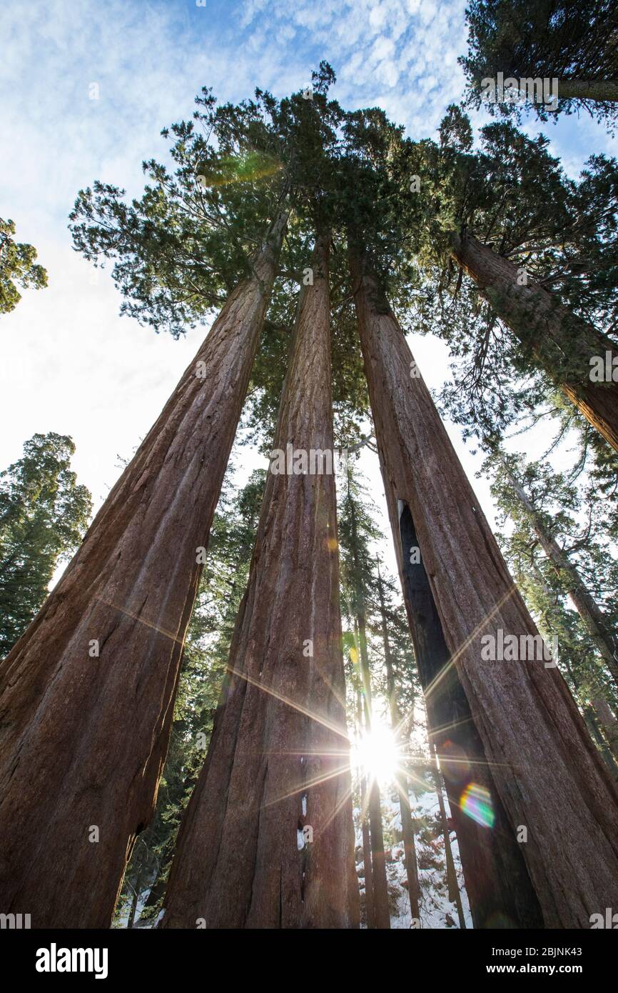 Séquoias dans le parc national de Sequoia, Californie, États-Unis Banque D'Images