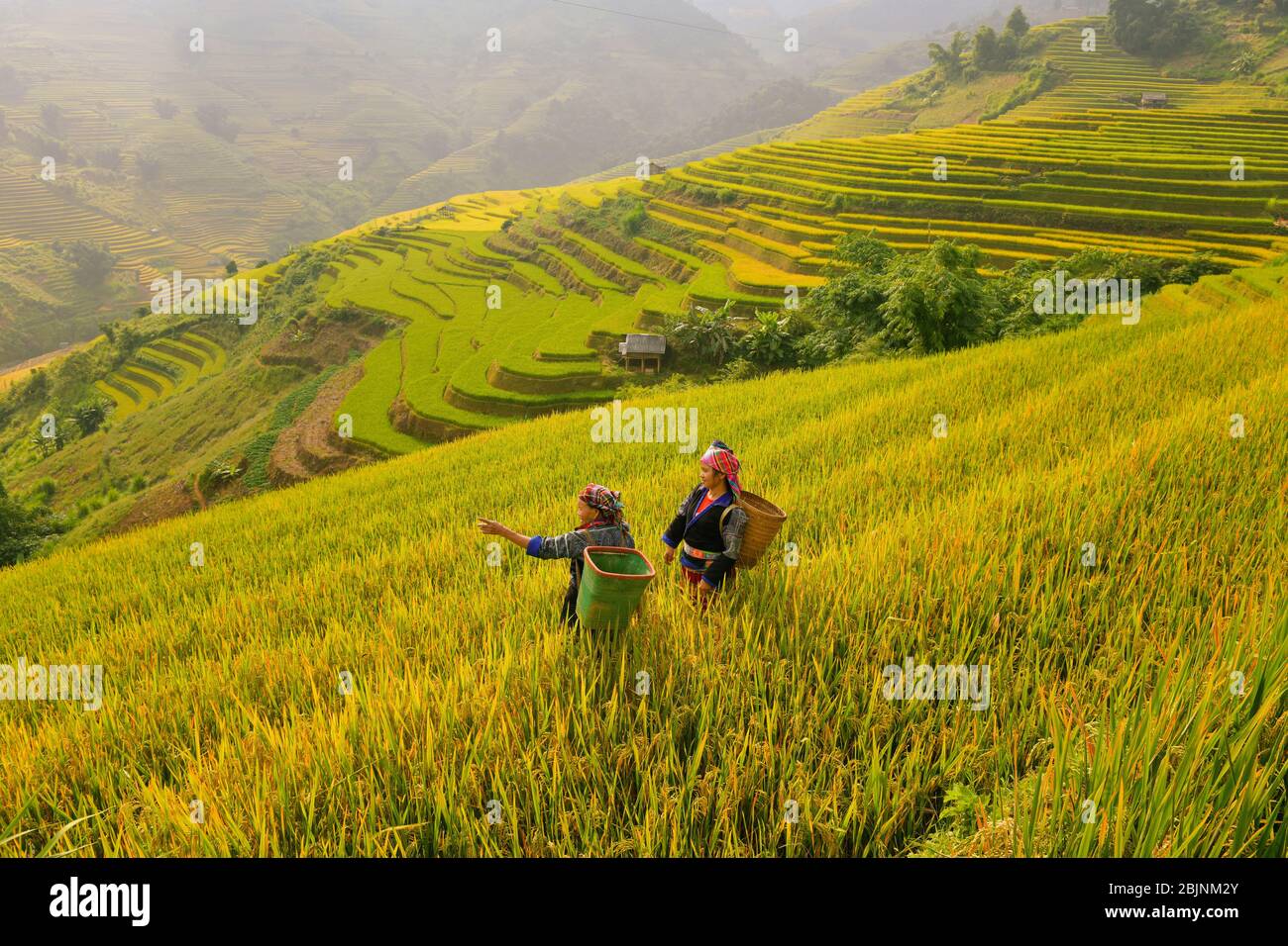 Deux agriculteurs travaillant dans des terrasses de riz, Mu Cang Chai, Vietnam Banque D'Images