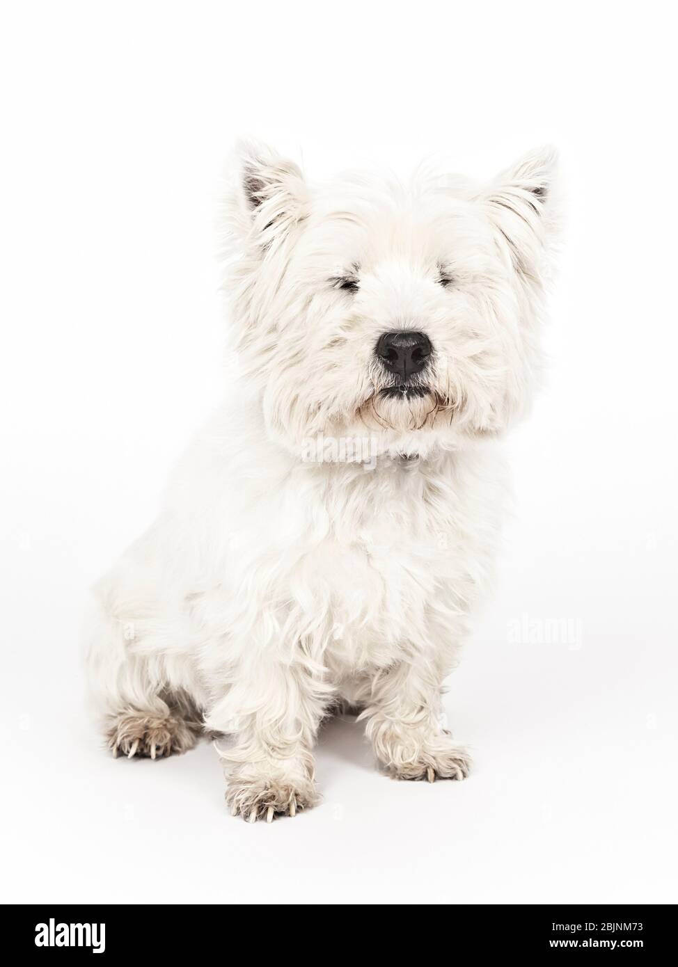 West Highland White Terrier, Westie (Canis lupus F. familiaris), salon, vue de face Banque D'Images