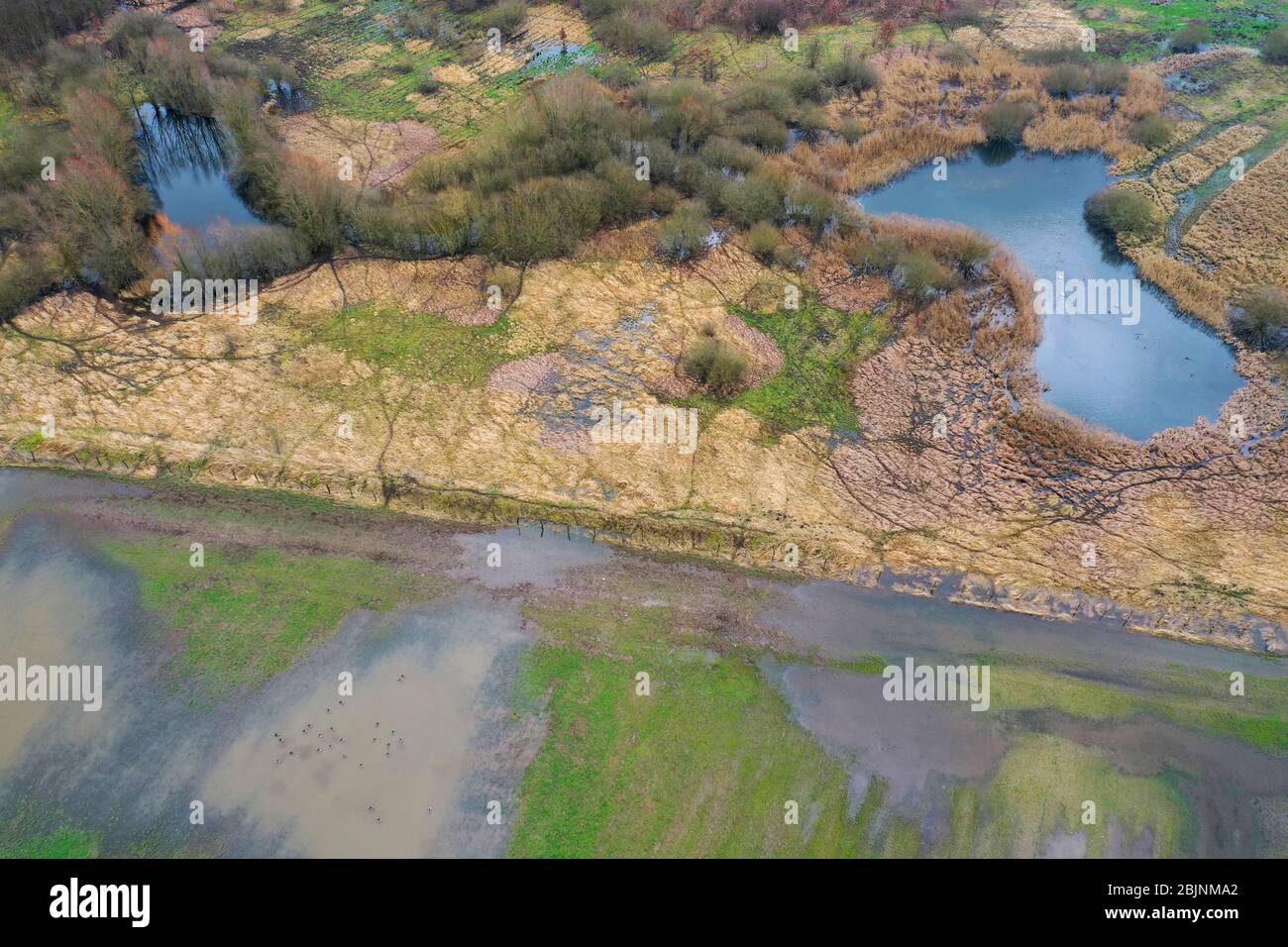 Projet de conservation de la nature inondé Steinbruchwiesen en février, Allemagne, Schleswig-Holstein, Ritzerau Banque D'Images