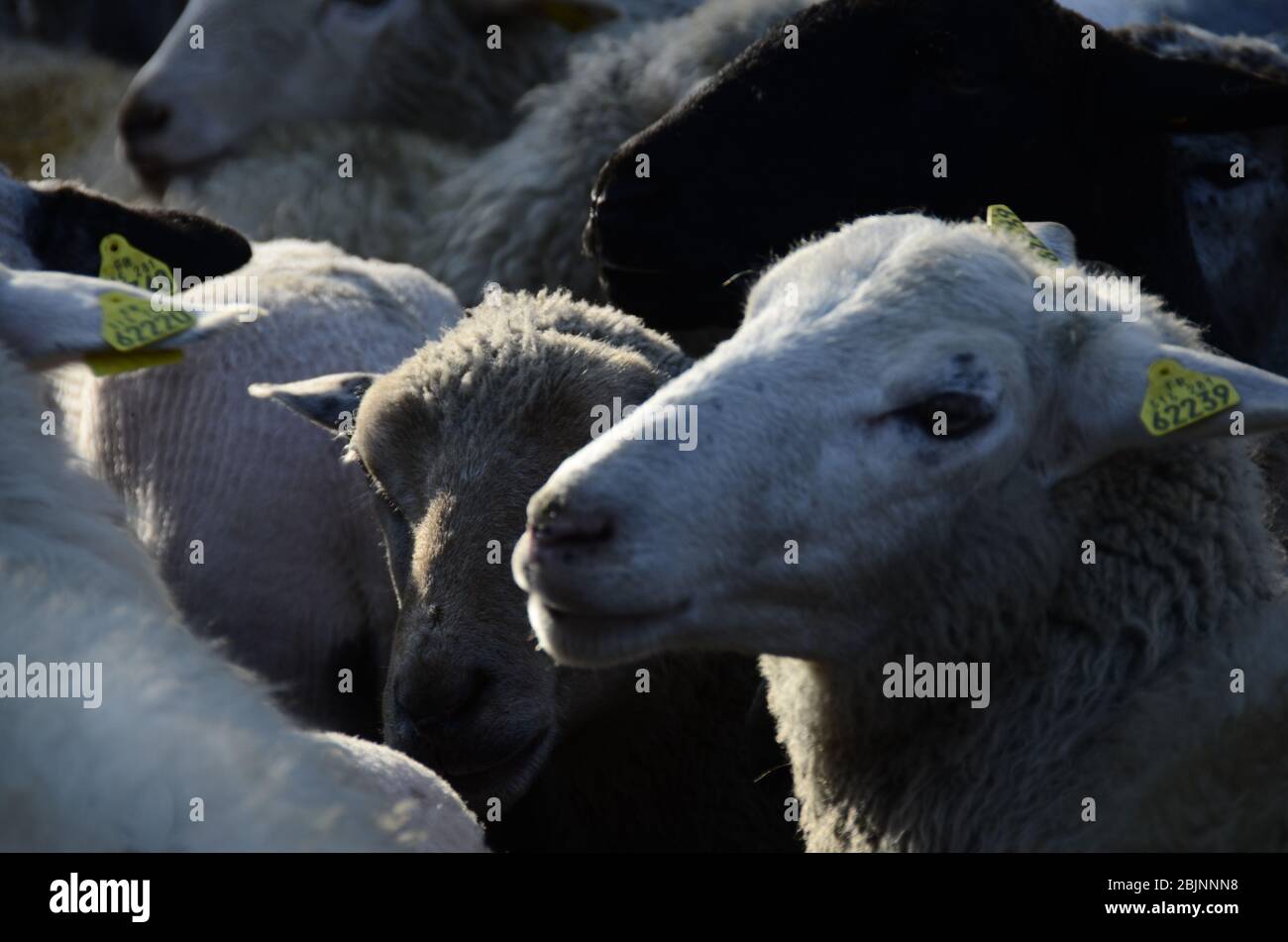 Les moutons se dirige dans le troupeau de moutons avec le soleil de rétroéclairage Banque D'Images