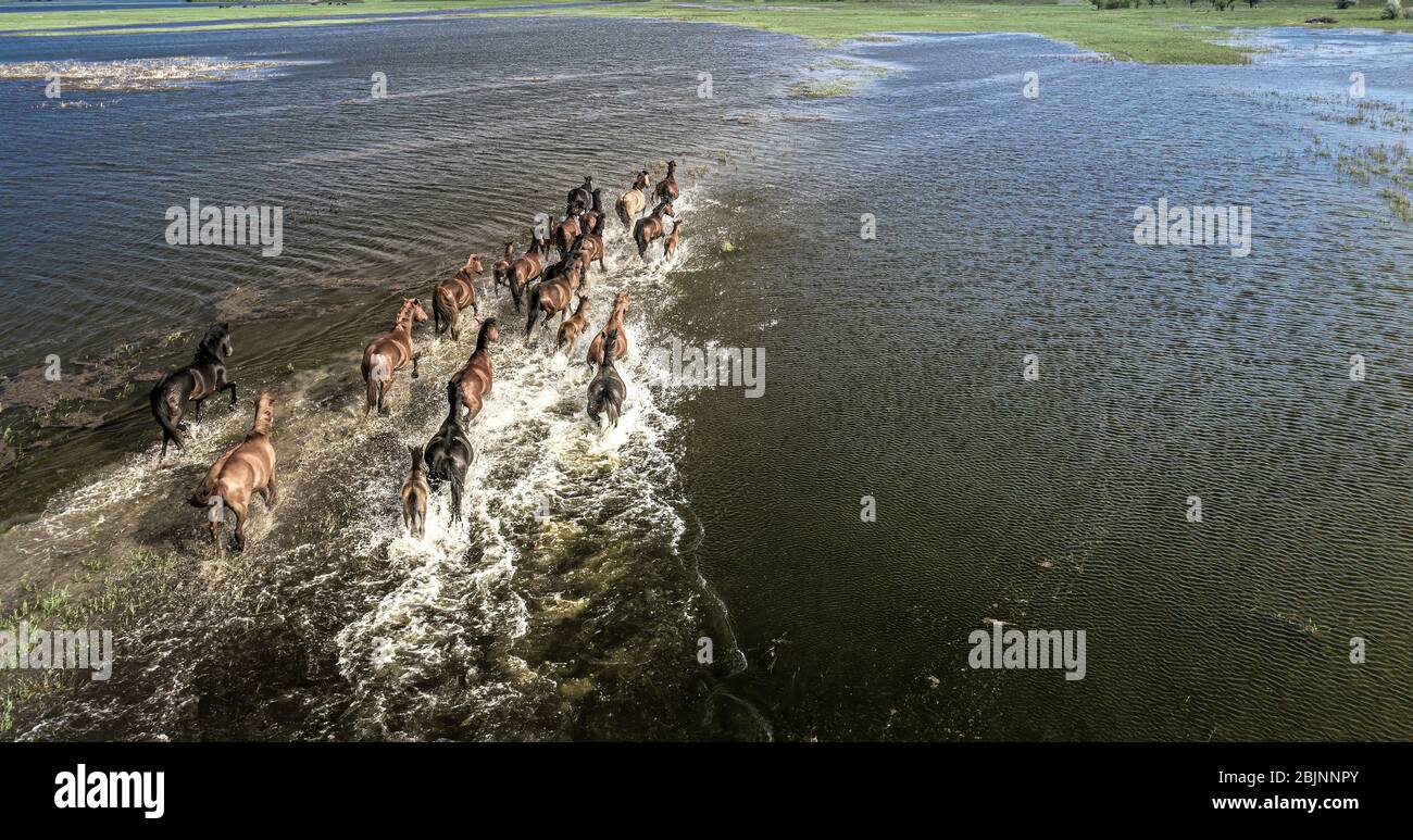 Un troupeau de chevaux traverse un étang. Le concept de catastrophes naturelles et d'inondations. Antenne. Banque D'Images