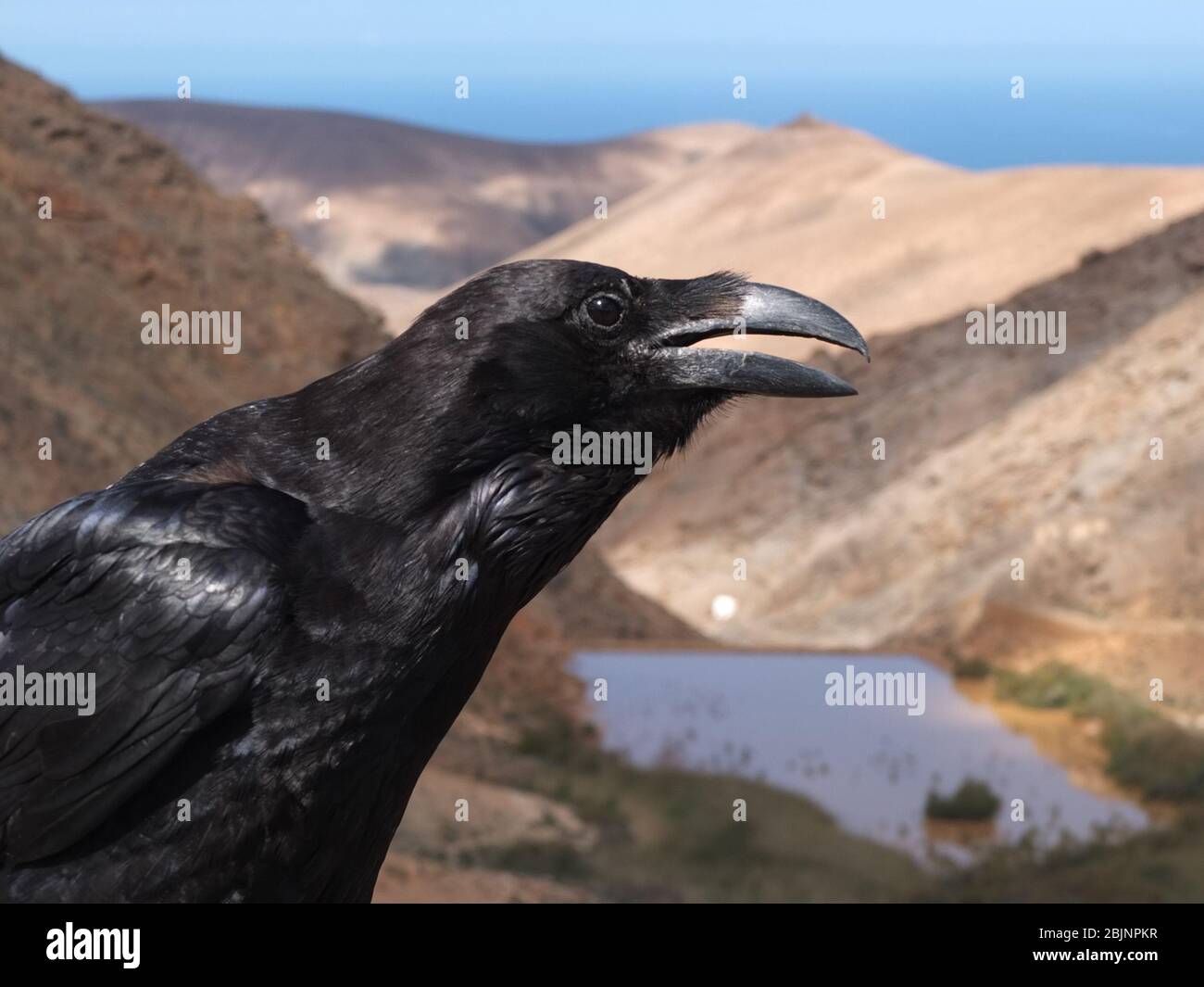 Gros plan d'une corneille, Fuerteventura, Îles Canaries, Espagne Banque D'Images