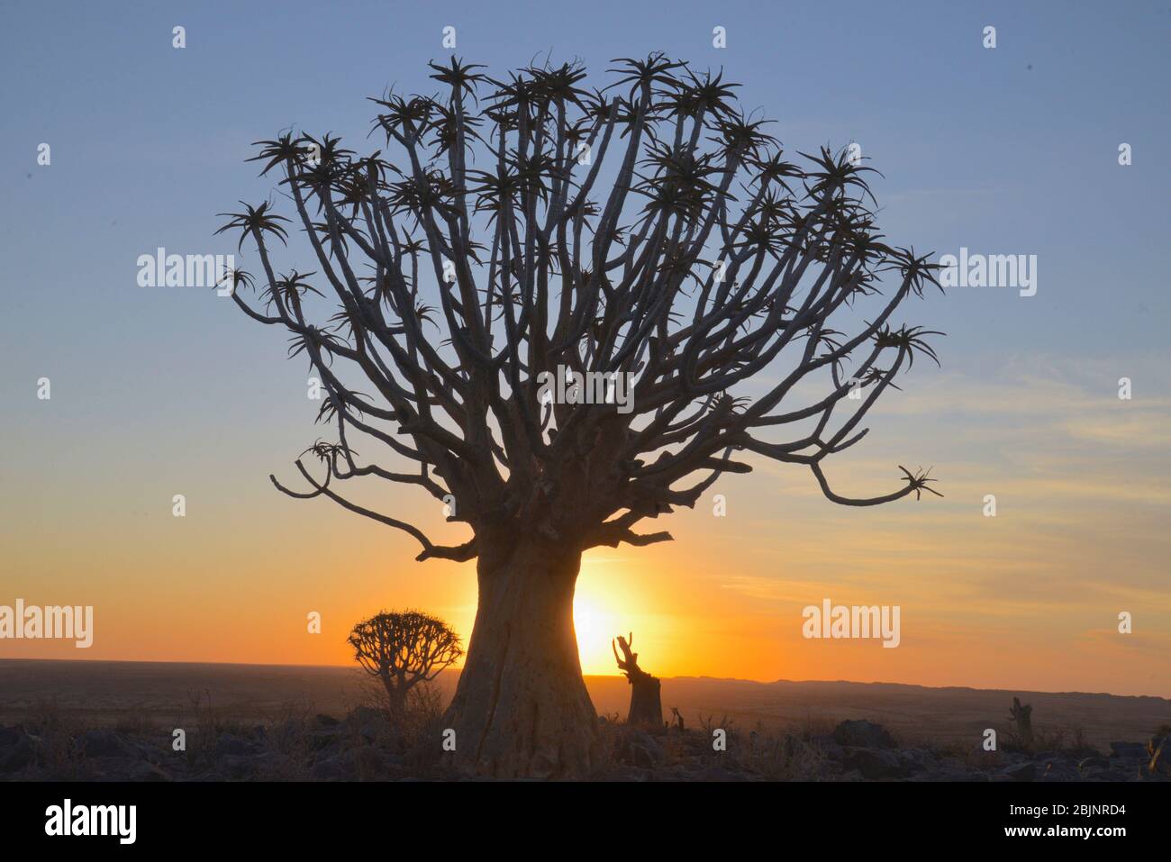 Aloe dichotoma dans la forêt de Kocurboom près de Kenhardt, province du Cap Nord, Afrique du Sud. Le réchauffement climatique a causé la mort de bon nombre de ces plantes Banque D'Images