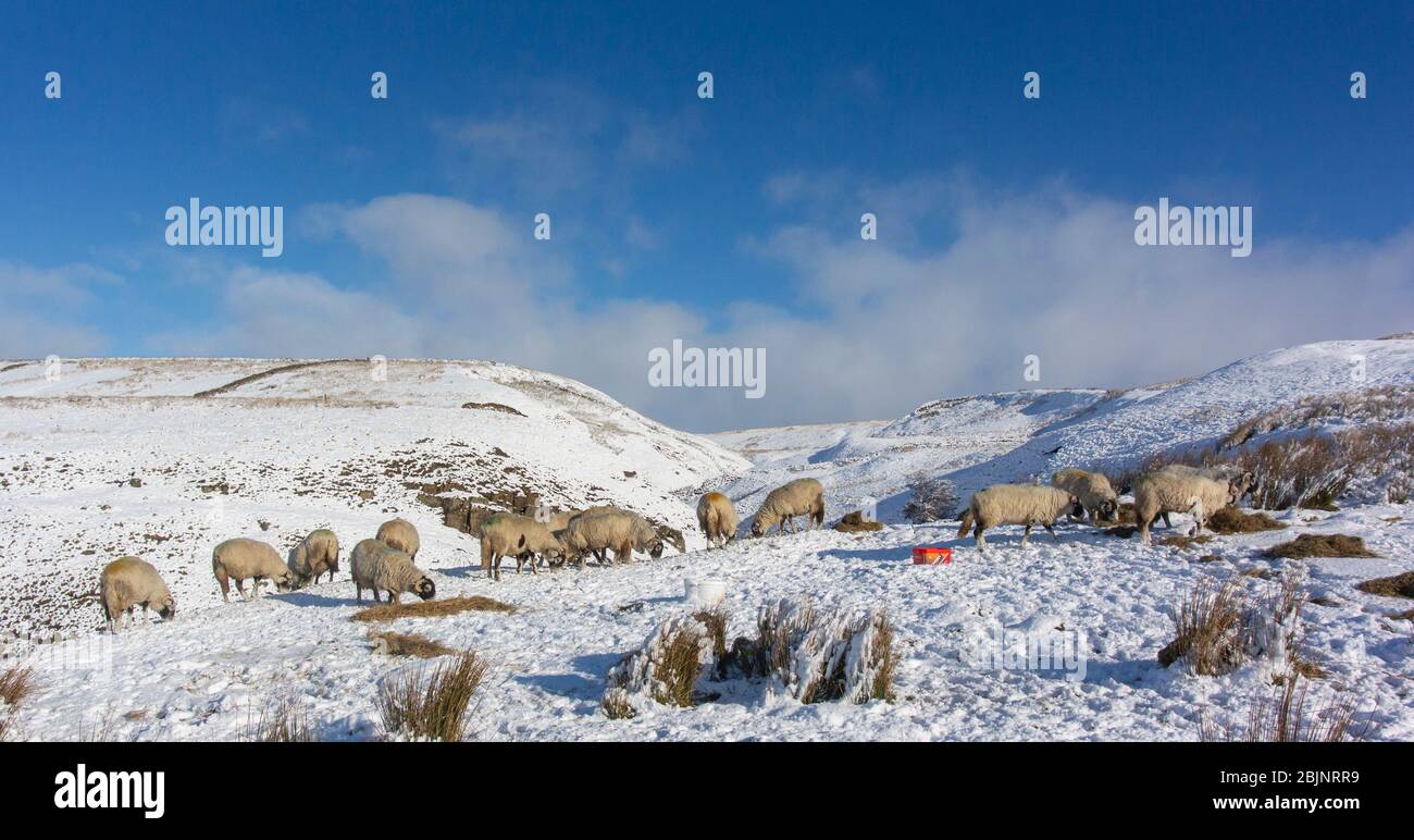 Moutons sur un pâturage de montagne à Wensleydale, en étant nourri en conditions de neige supplémentaire. North Yorkshire, Royaume-Uni. Banque D'Images