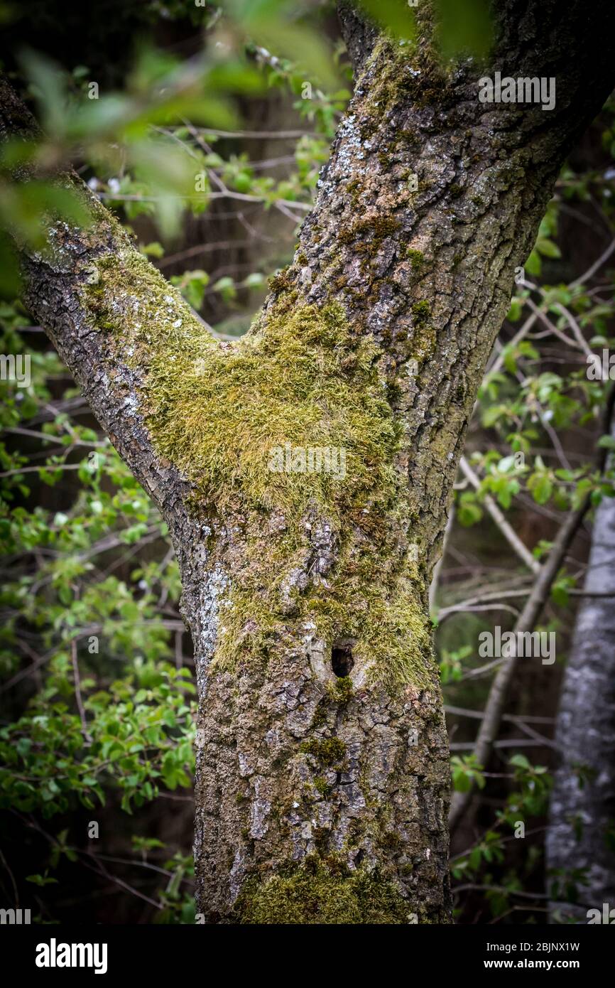 Arbre dans la forêt, avec de la mousse et une cavité de pic Banque D'Images