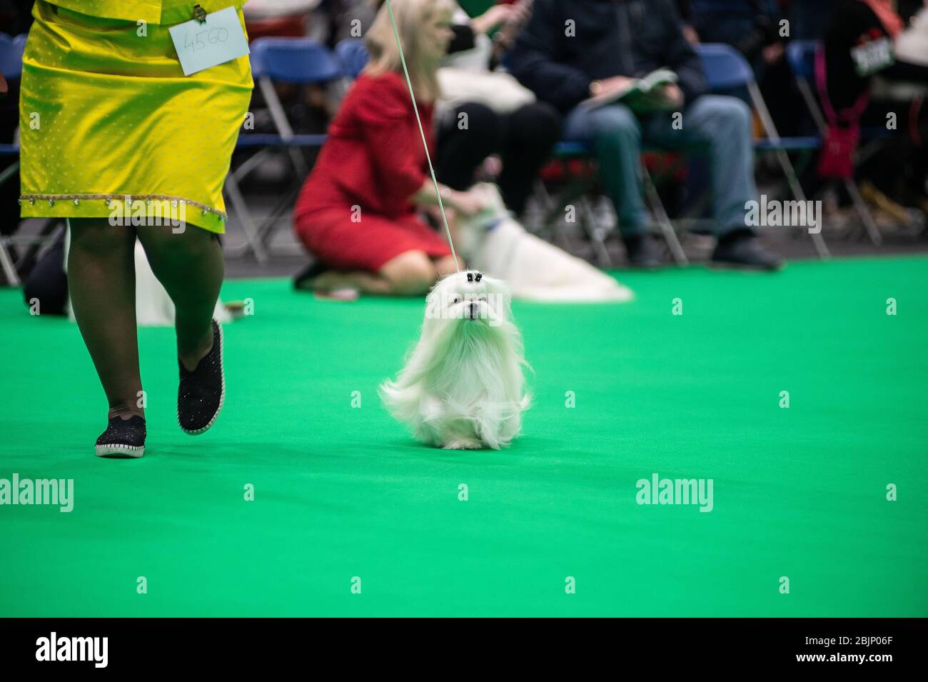 CRUFTS: Les chiens maltais dans les anneaux de race le 5 mars 2020, le jour des jouets et des services publics Banque D'Images