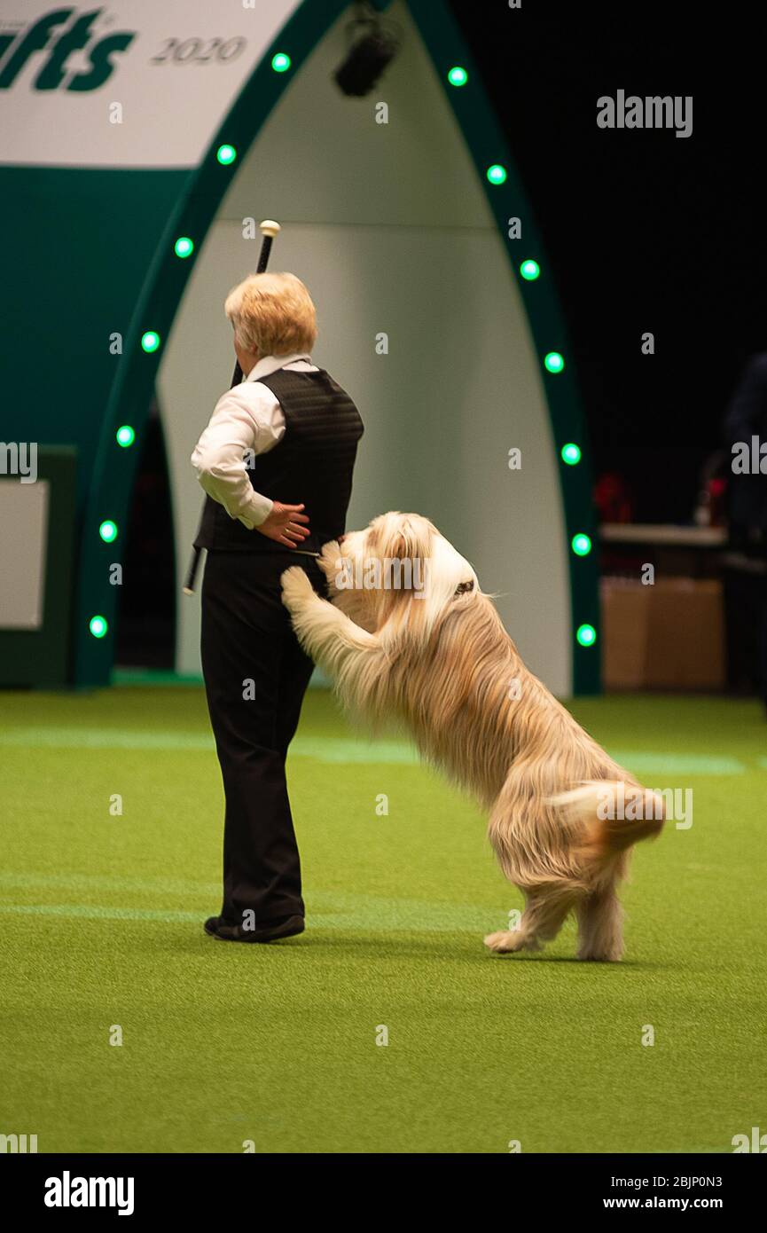 CRUFTS: Heelwork to Music Competition le 5 mars 2020 Banque D'Images