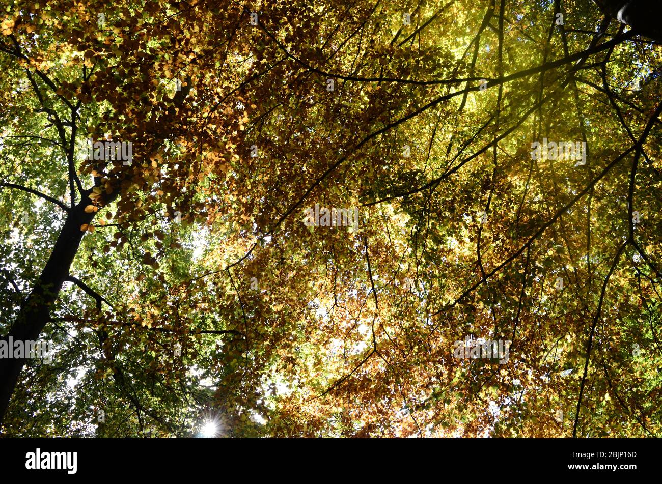 Les feuilles d'automne et arbres en Savoie, France Banque D'Images