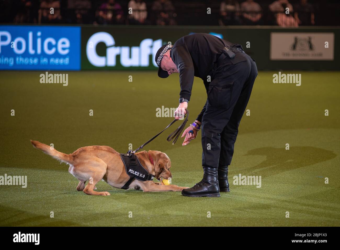 West Midlands police Dogs affichant leurs compétences dans le Resorts World Arena le 5 mars 2020 Banque D'Images