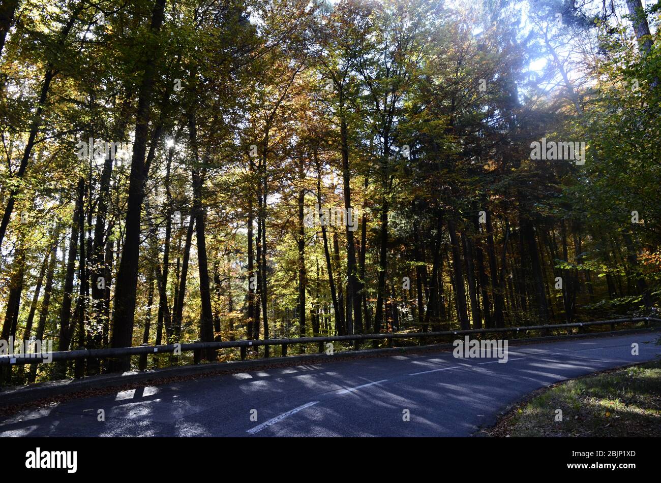 Bois d'automne, forêt et arbres à l'automne, et route en montagne, Savoie, France Banque D'Images