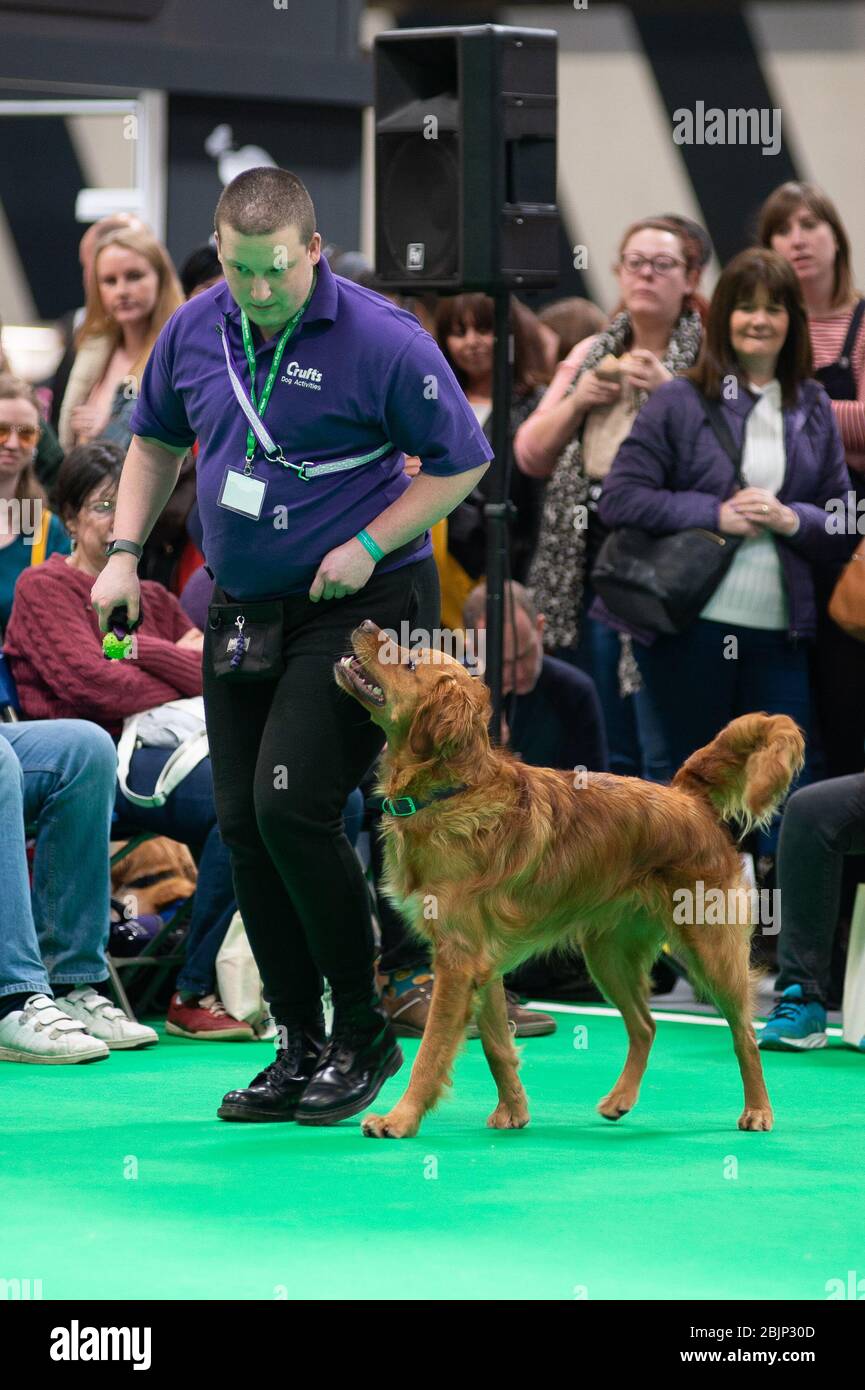 CRUFTS : faites le brameux du Golden Retriever et son maître qui ont fait la démonstration de Rally avec leur équipe le 7 mars 2020 Banque D'Images