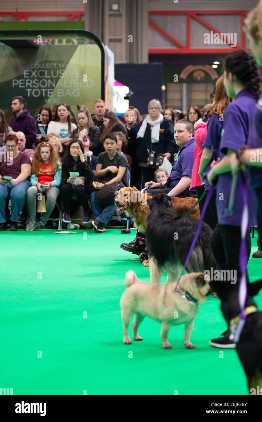 CRUFTS : faites le brameux du Golden Retriever et son maître qui ont fait la démonstration de Rally avec leur équipe le 7 mars 2020 Banque D'Images