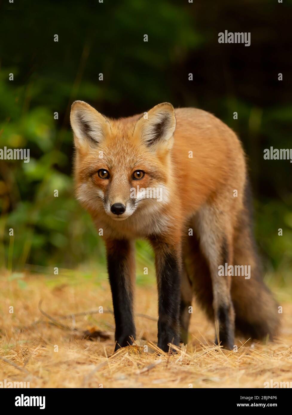 Renard roux (Vulpes vulpes) avec une queue broussaillée chasse dans une ...