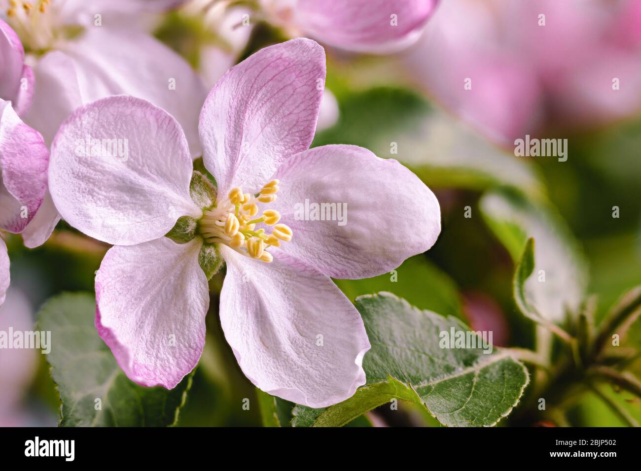 Gros plan d'une belle fleur de pommier avec espace de copie Banque D'Images