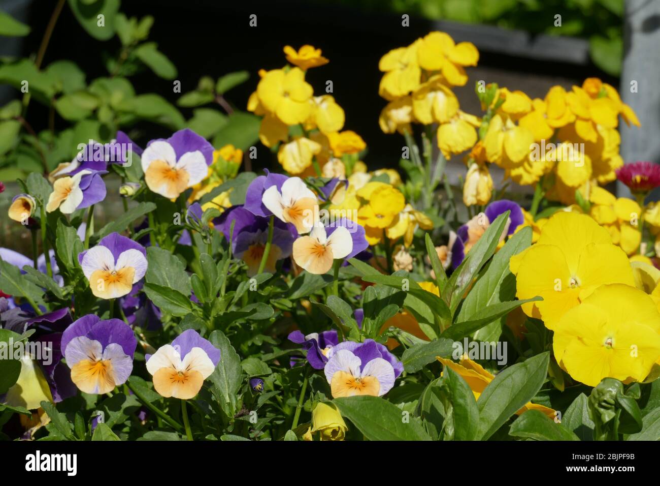 Pansies colorées (alto) , Allemagne, Europe Banque D'Images