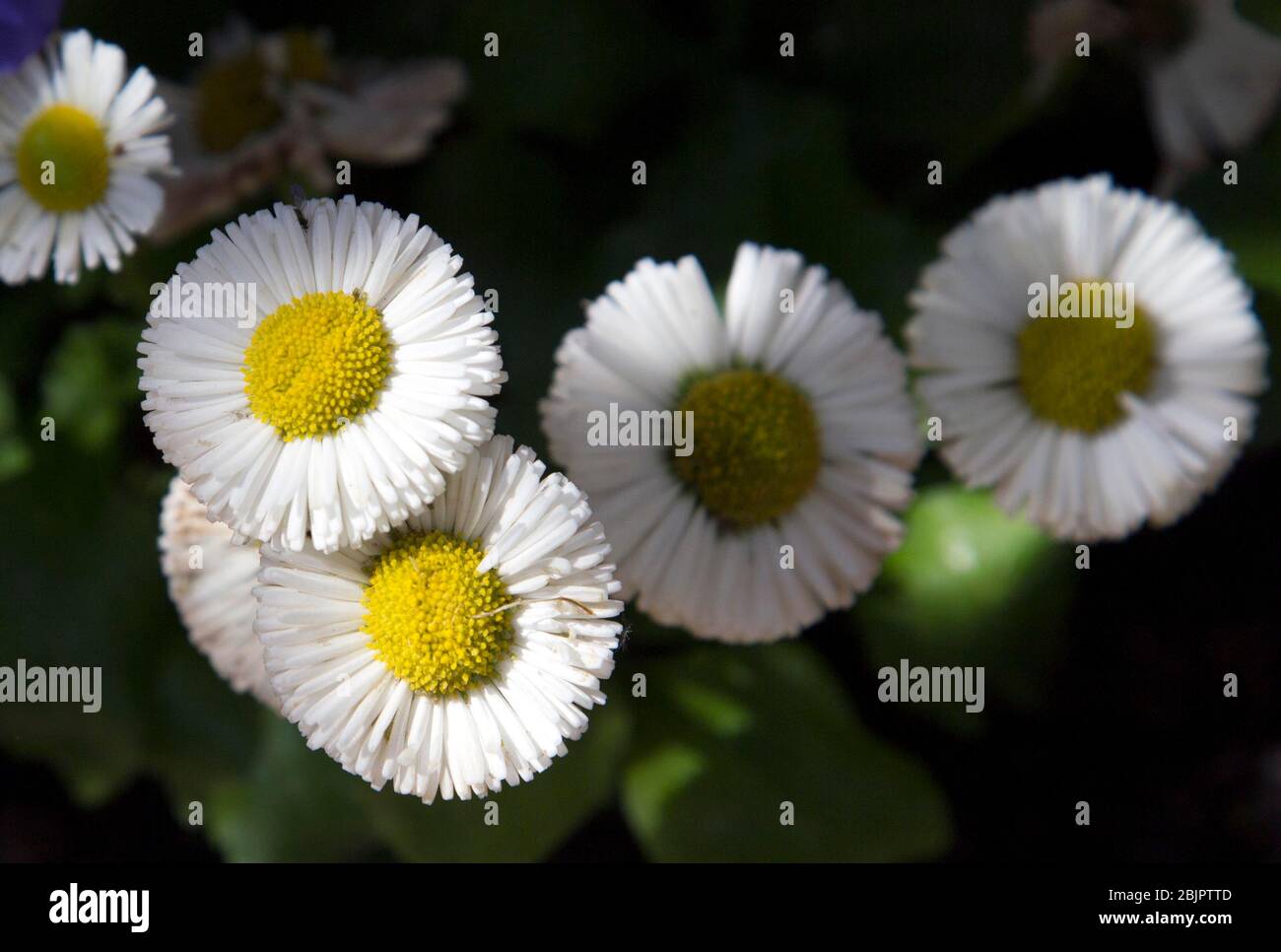 Les fleurs de Bellis appartiennent à la Marguerite fanily Banque D'Images