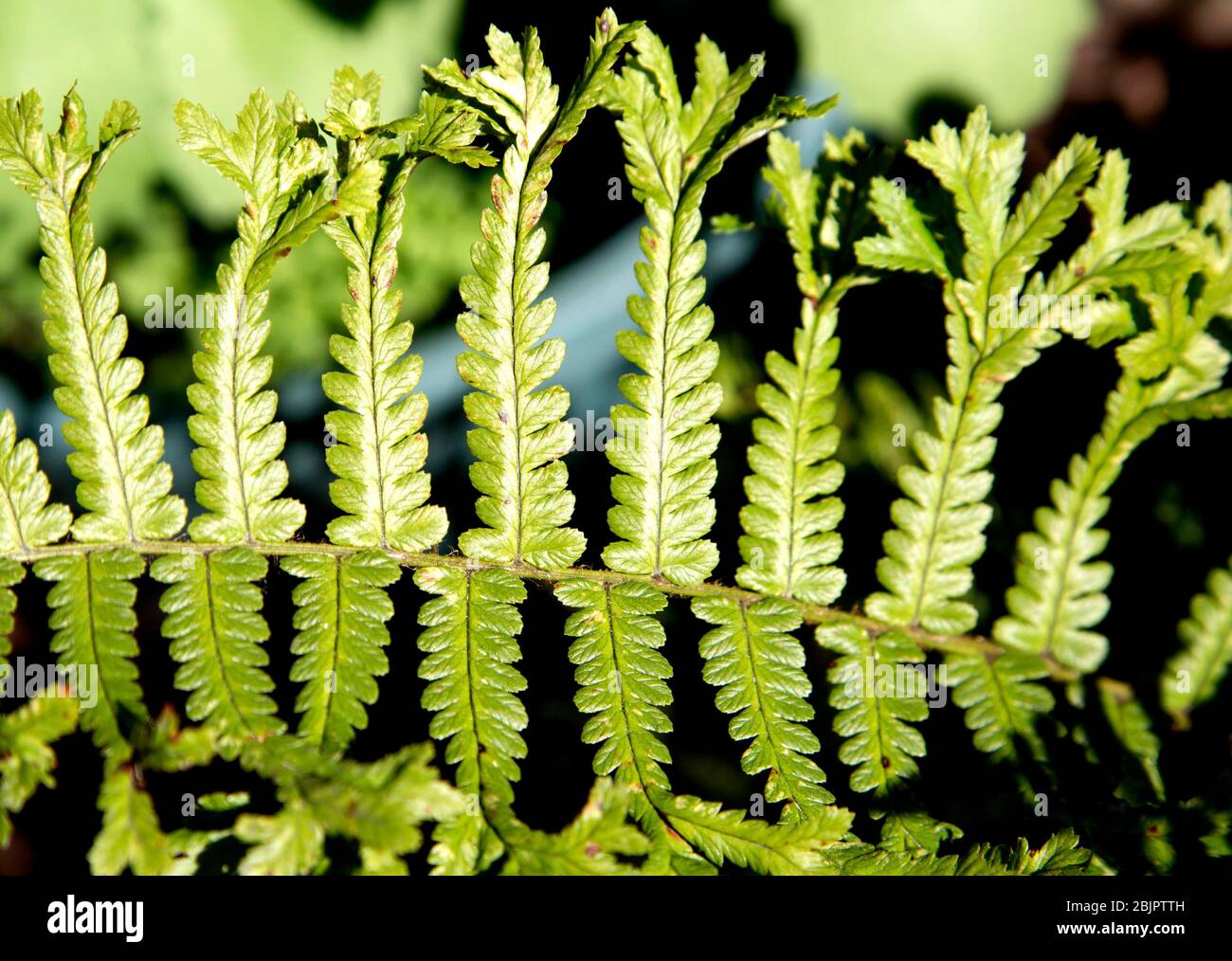 Fern feuilles dans le jardin de Londres Banque D'Images