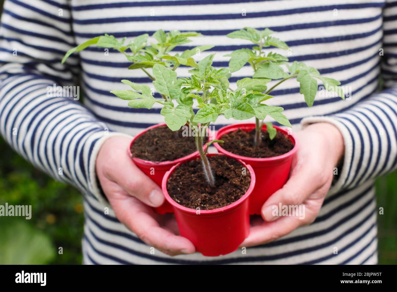 Solanum lycopersicum 'Alicante'. Plantes de tomates cultivées à la maison dans des pots en plastique réutilisés prêts pour la transplantation dans une plus grande casserole ou un sac de croissance. ROYAUME-UNI Banque D'Images