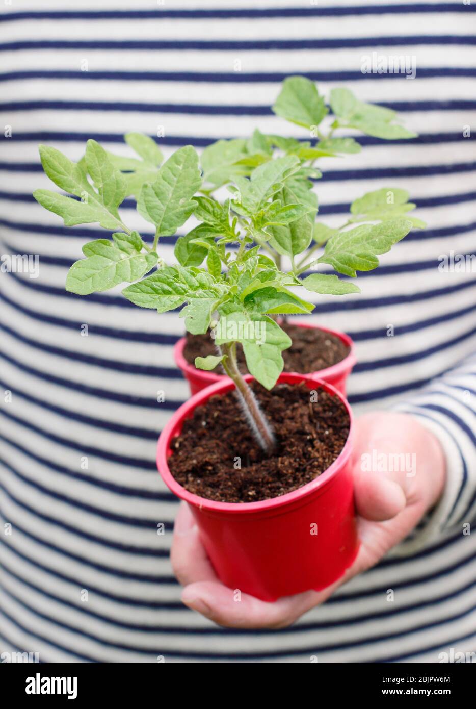 Solanum lycopersicum 'Alicante'. Plantes de tomates cultivées à la maison dans des pots en plastique réutilisés prêts pour la transplantation dans une plus grande casserole ou un sac de croissance. ROYAUME-UNI Banque D'Images