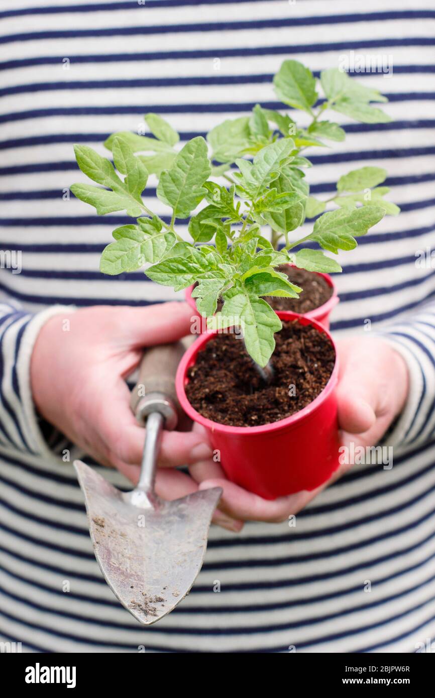 Solanum lycopersicum 'Alicante'. Plantes de tomates cultivées à la maison dans des pots en plastique réutilisés prêts pour la transplantation dans une plus grande casserole ou un sac de croissance. ROYAUME-UNI Banque D'Images