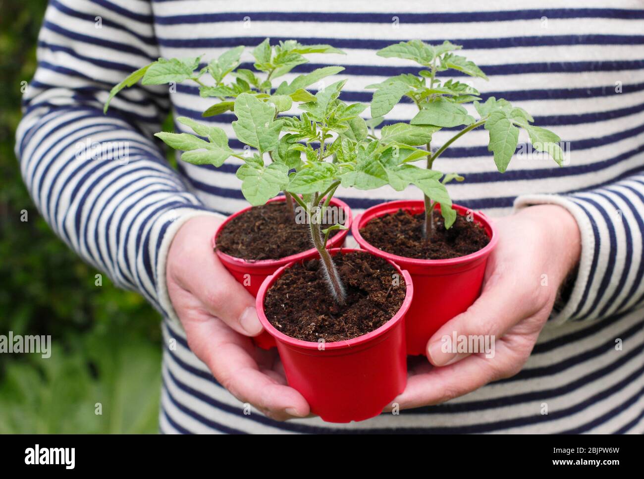 Solanum lycopersicum 'Alicante'. Plantes de tomates cultivées à la maison dans des pots en plastique réutilisés prêts pour la transplantation dans une plus grande casserole ou un sac de croissance. ROYAUME-UNI Banque D'Images