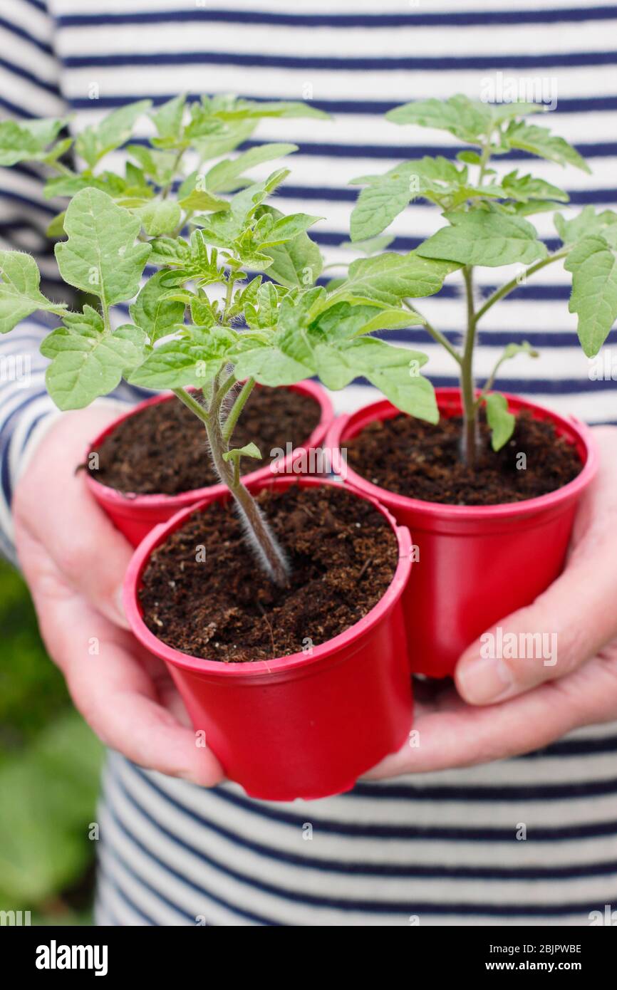 Solanum lycopersicum 'Alicante'. Plantes de tomates cultivées à la maison dans des pots en plastique réutilisés prêts pour la transplantation dans une plus grande casserole ou un sac de croissance. ROYAUME-UNI Banque D'Images