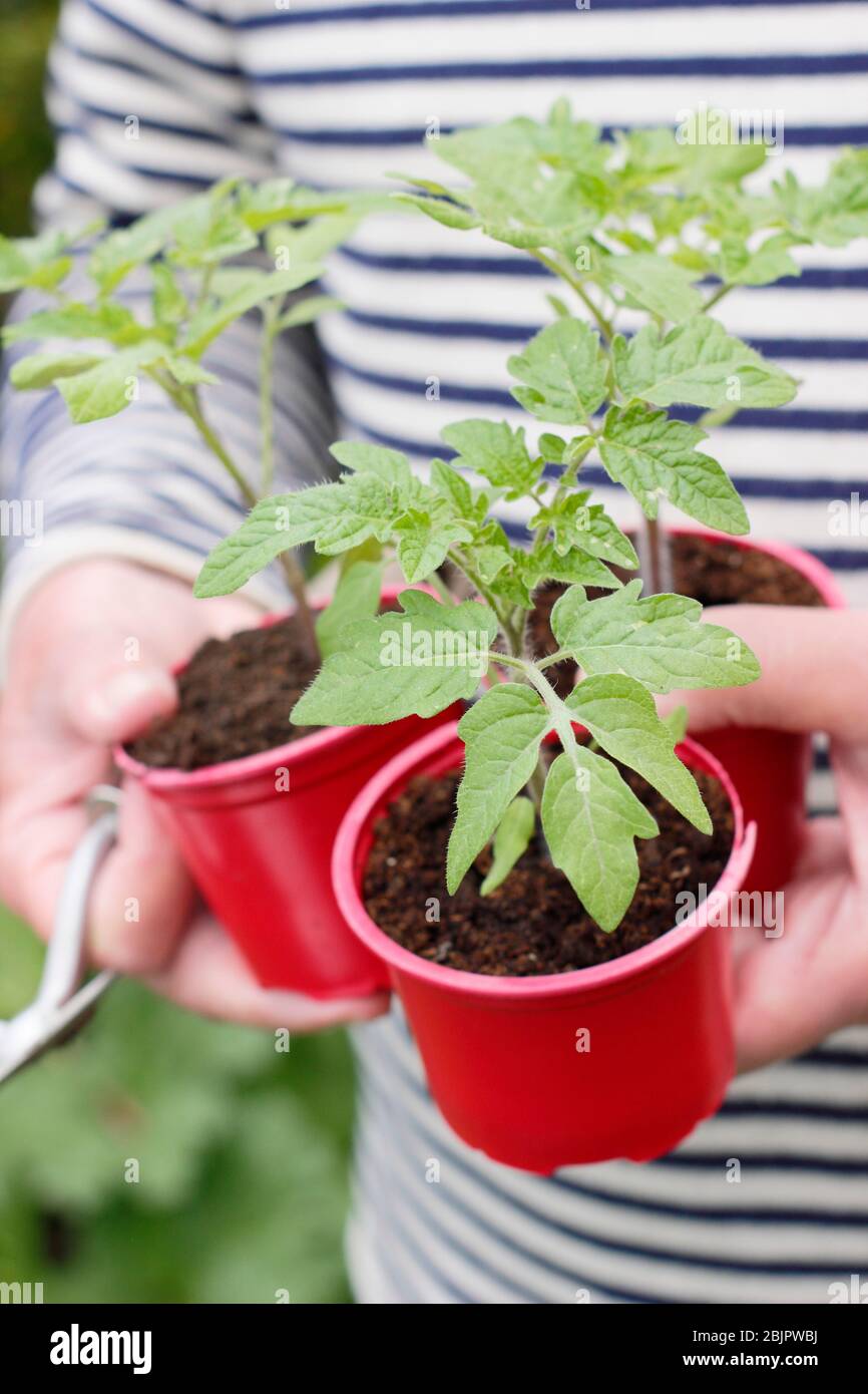 Solanum lycopersicum 'Alicante'. Plantes de tomates cultivées à la maison dans des pots en plastique réutilisés prêts pour la transplantation dans une plus grande casserole ou un sac de croissance. ROYAUME-UNI Banque D'Images