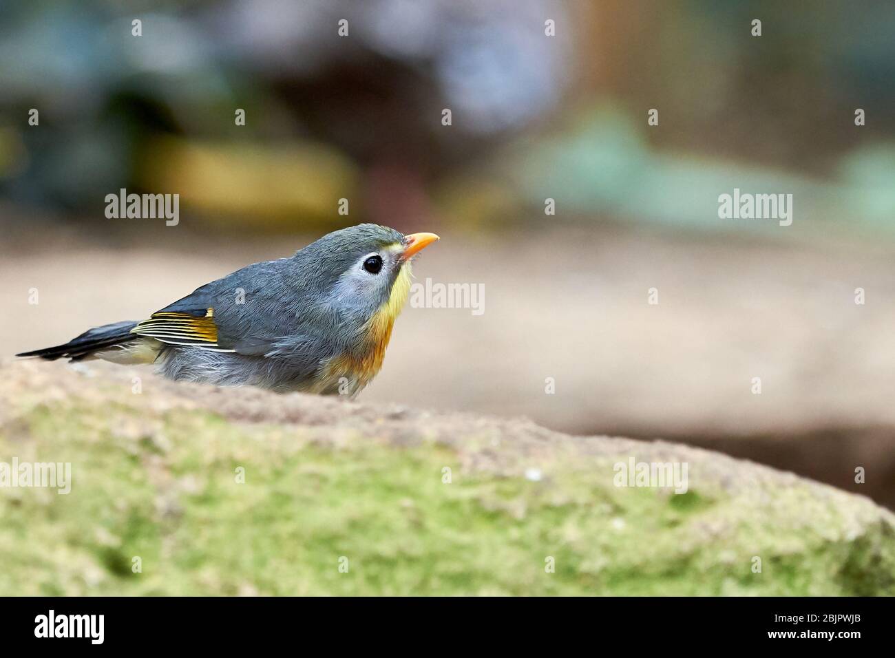 Proximité d'oiseaux leiothrix à bec rouge (Leiothrix lutea) Banque D'Images