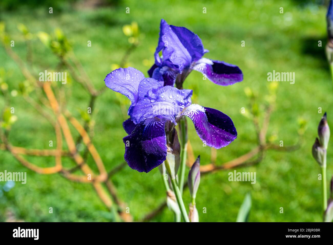 Gouttelettes de pluie sur les pétales d'un Iris drapeau bleu dans un jardin de cottage anglais à Springtime. Banque D'Images