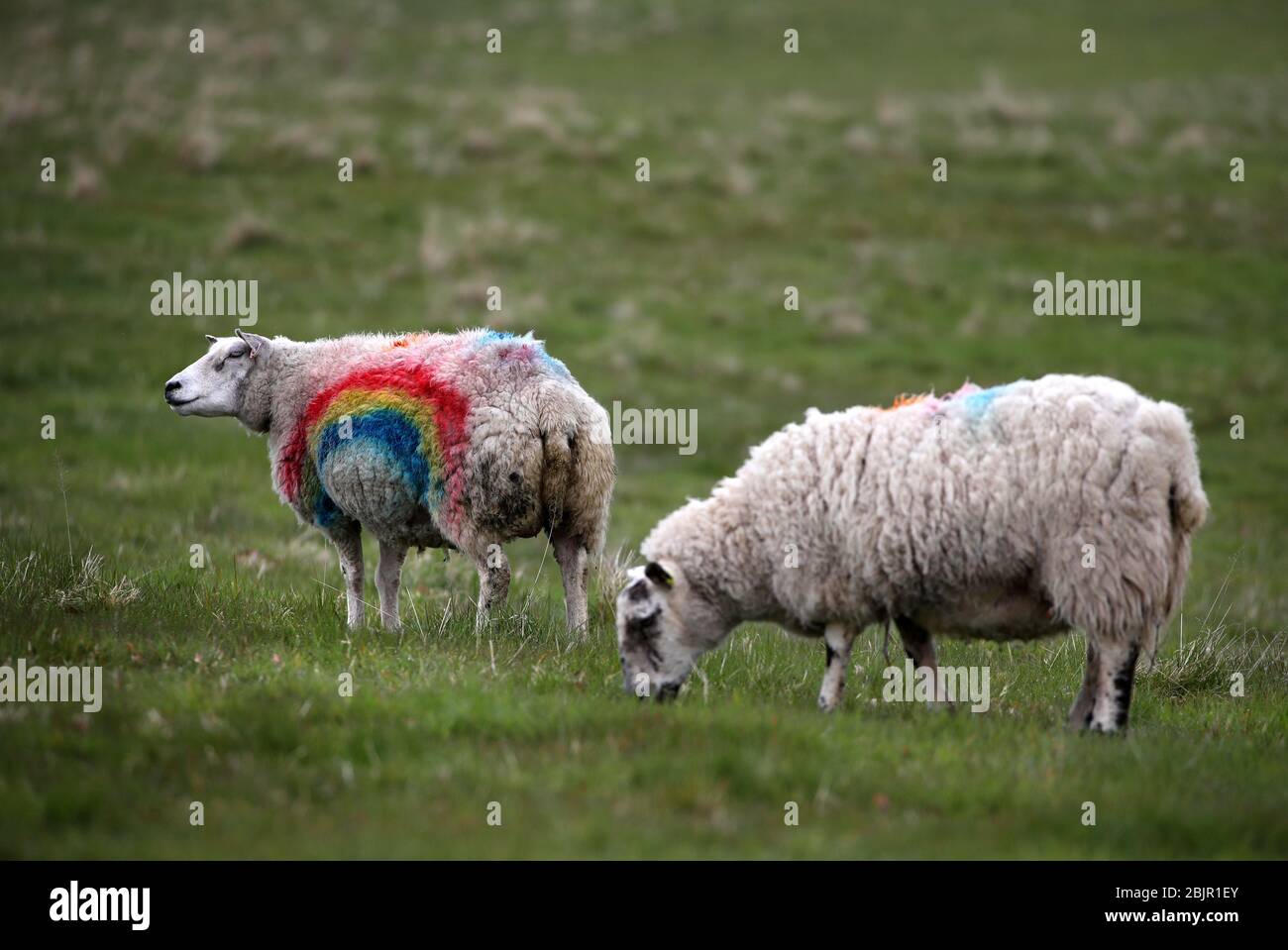 Un mouton avec un arc-en-ciel peint sur son côté dans un champ près de Dunblane alors que le Royaume-Uni continue de se maintenir pour aider à freiner la propagation du coronavirus. Banque D'Images